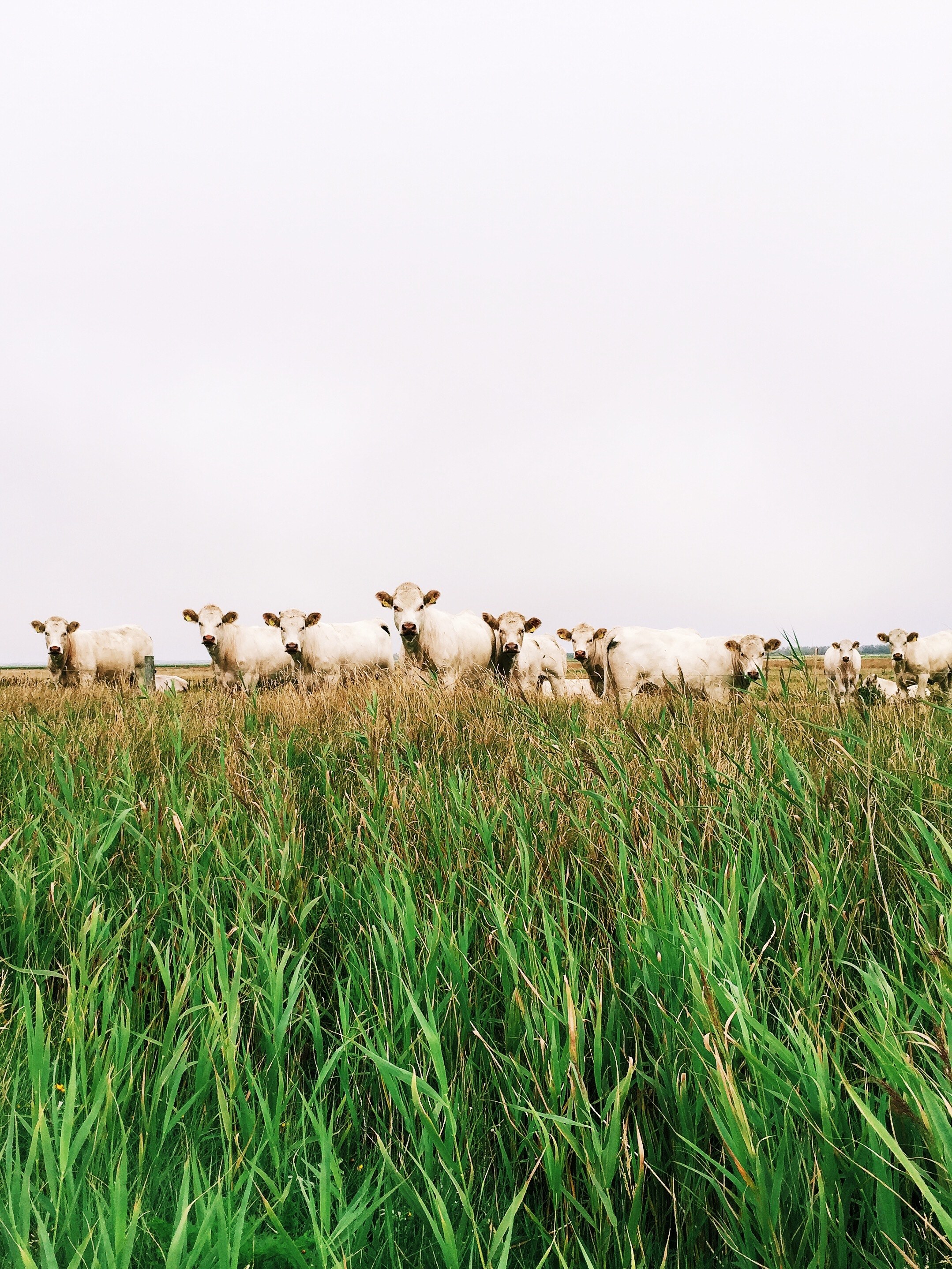 cow countryside grass and smile hd, 4k, Phone HD Wallpaper