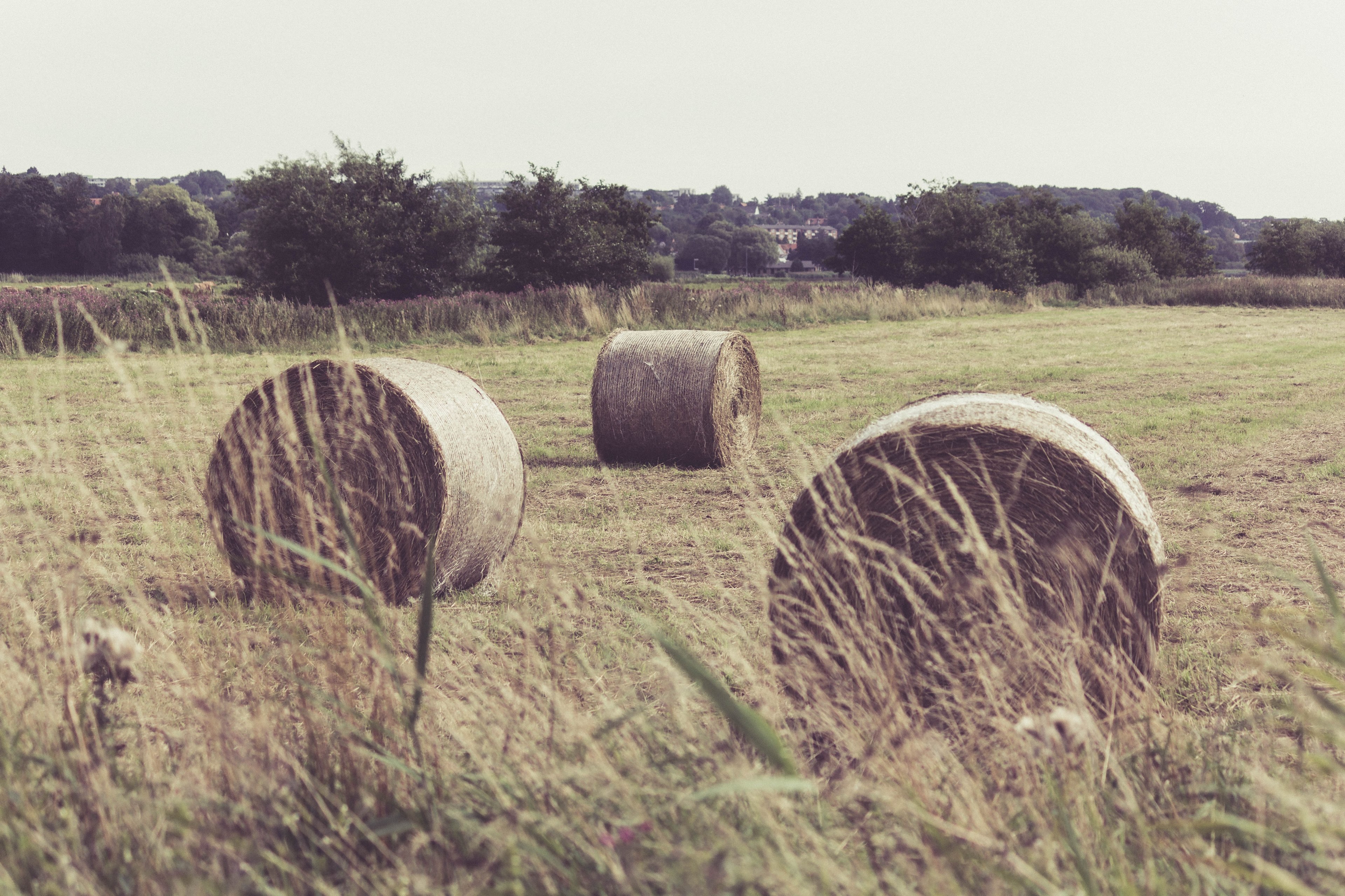 field bale hay and hay bale 4k, HD Wallpaper