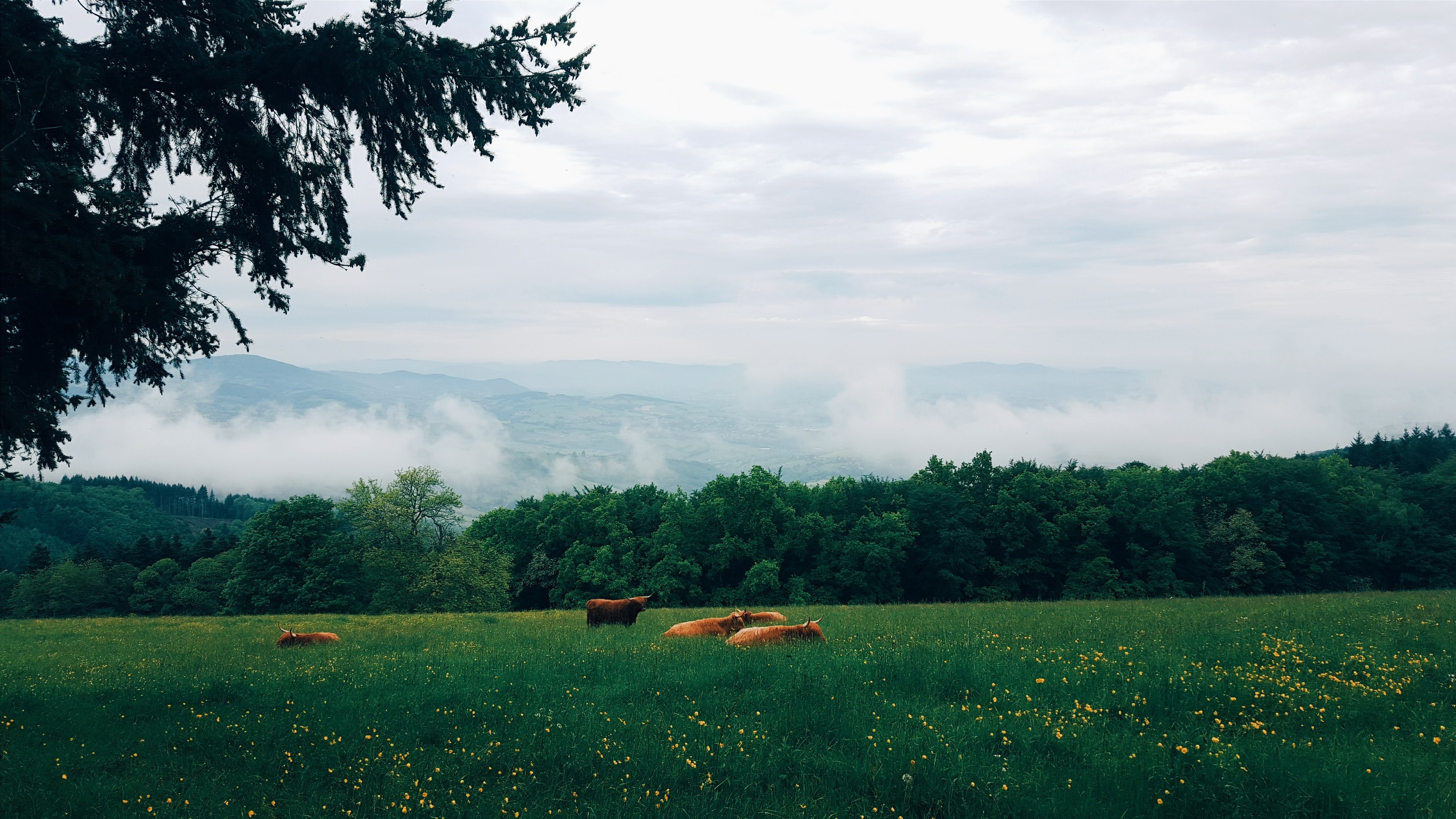 cattle grazing in tall grass in a meadow, grazing cattle in a meadow 4k, HD Wallpaper
