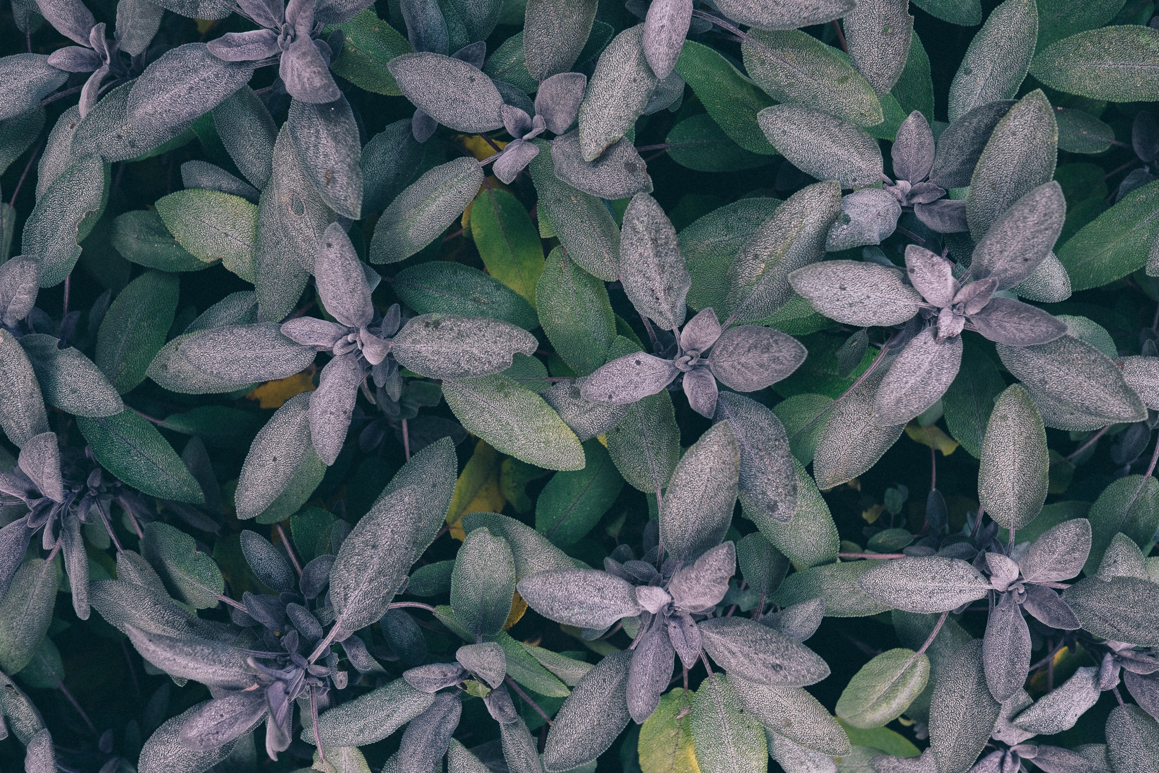 a top view of whorled green and gray plant leaves in exbury gardens, leafy plants in exbury gardens 4k, HD Wallpaper