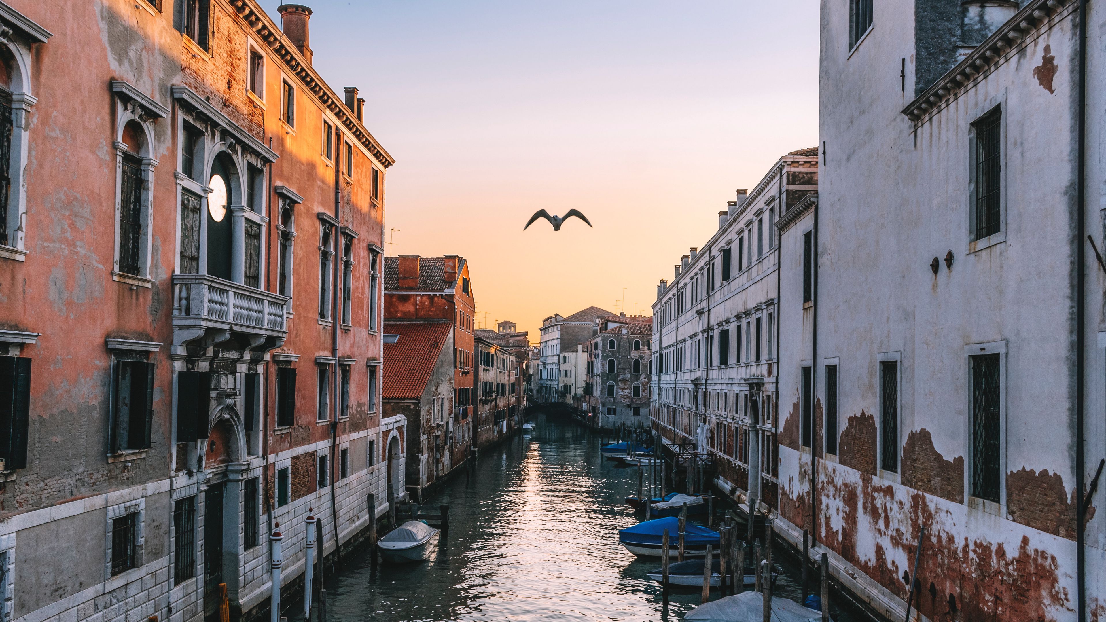 venice, italy, canal, seagull, river, 4k, HD Wallpaper