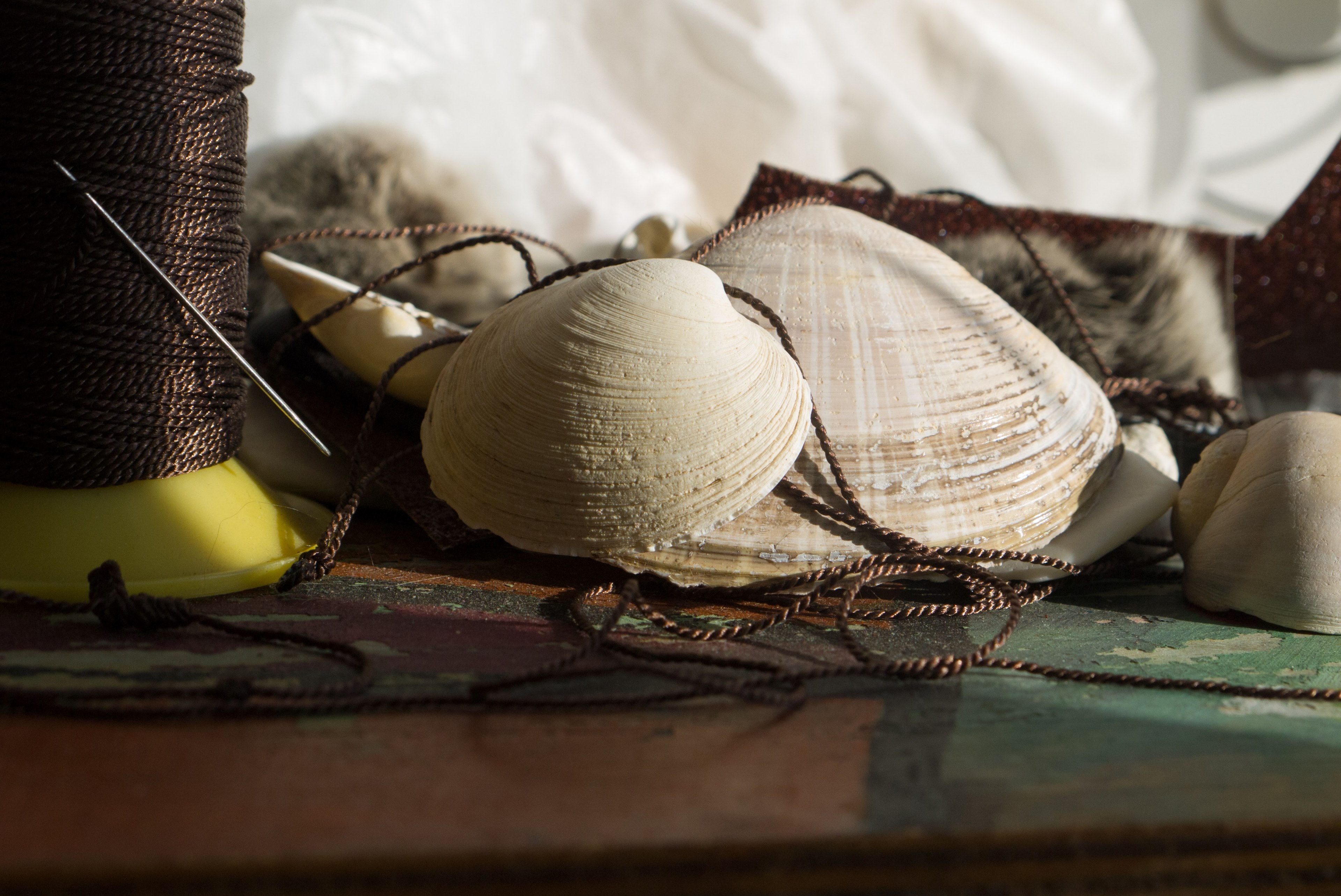 shell seashell bobbin and string 4k, HD Wallpaper