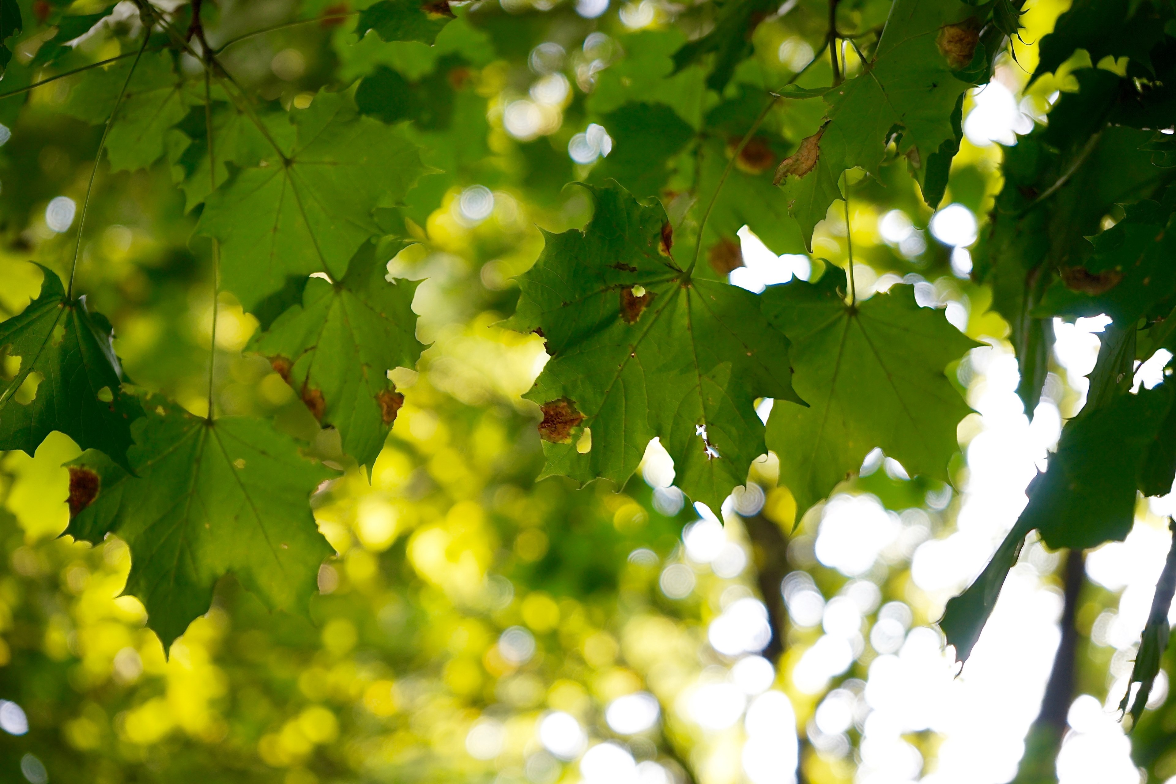 green maple leaves, _green maple leaves 4k, HD Wallpaper