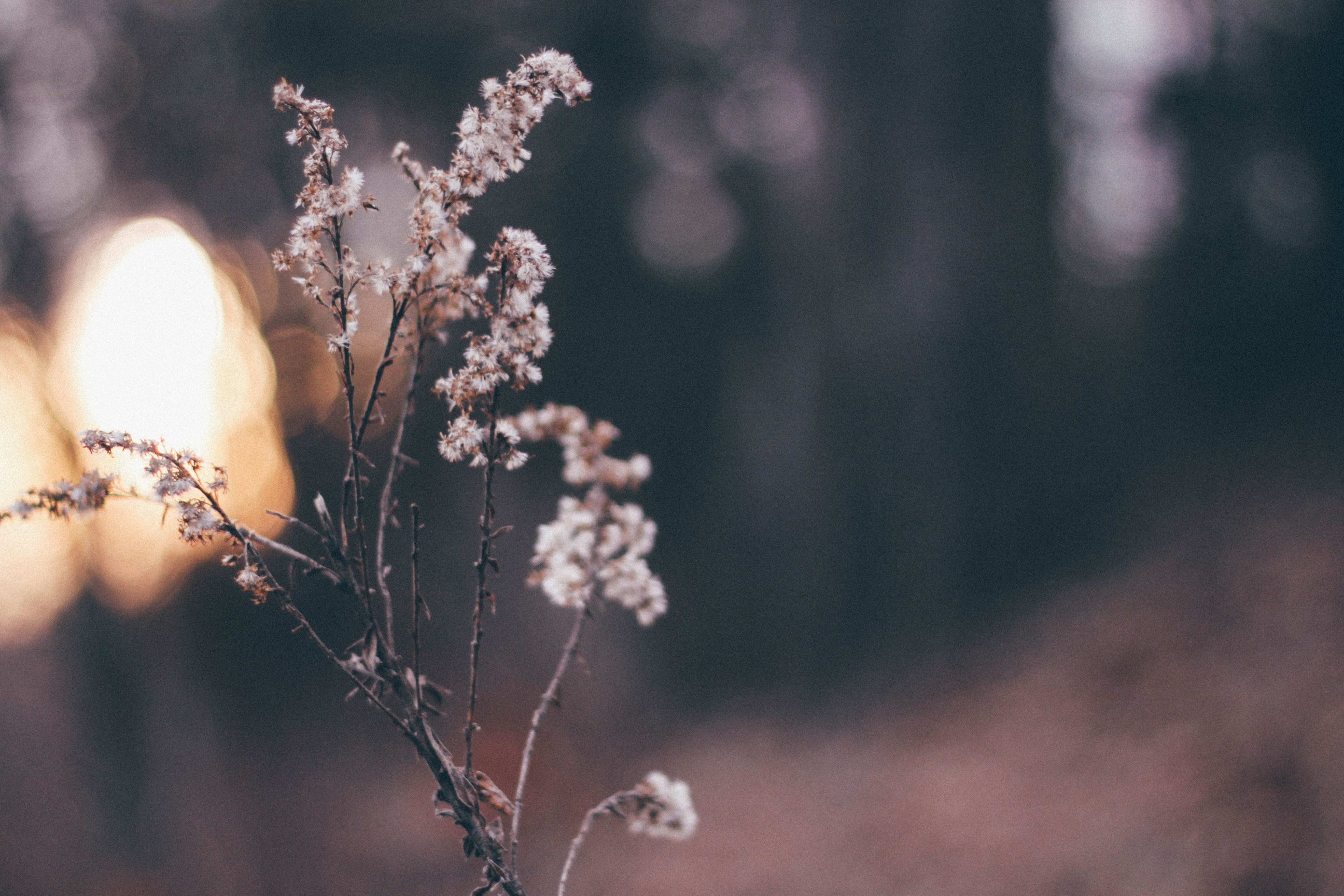close up of tiny white flowers on dry branchlets with bokeh effect in the background, dry white branches 4k, HD Wallpaper