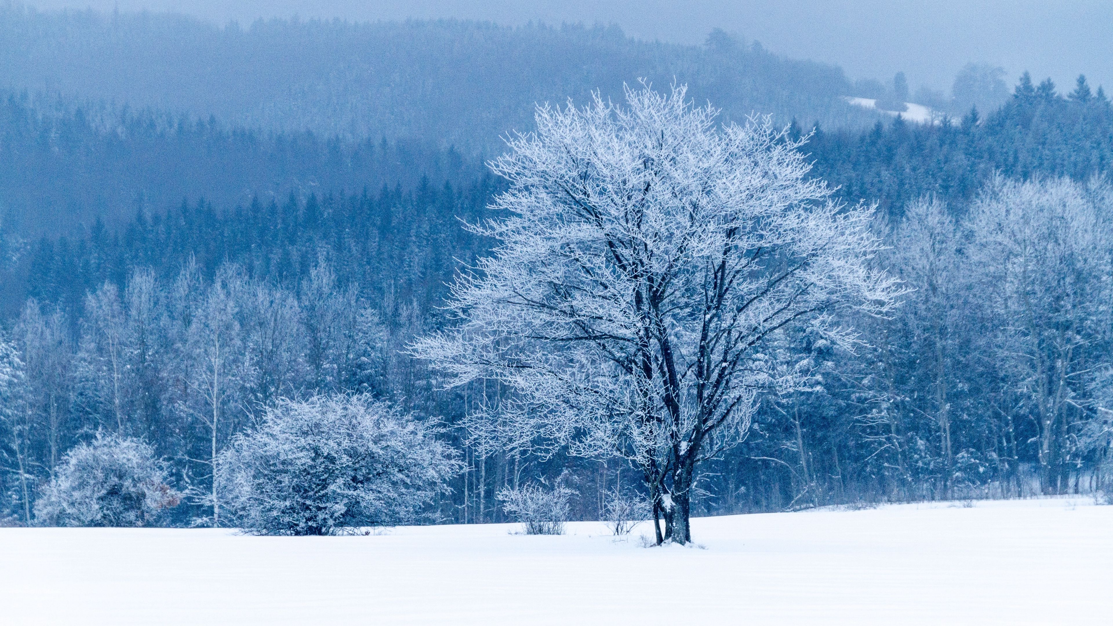 tree, snow, winter, forest, 4k, HD Wallpaper