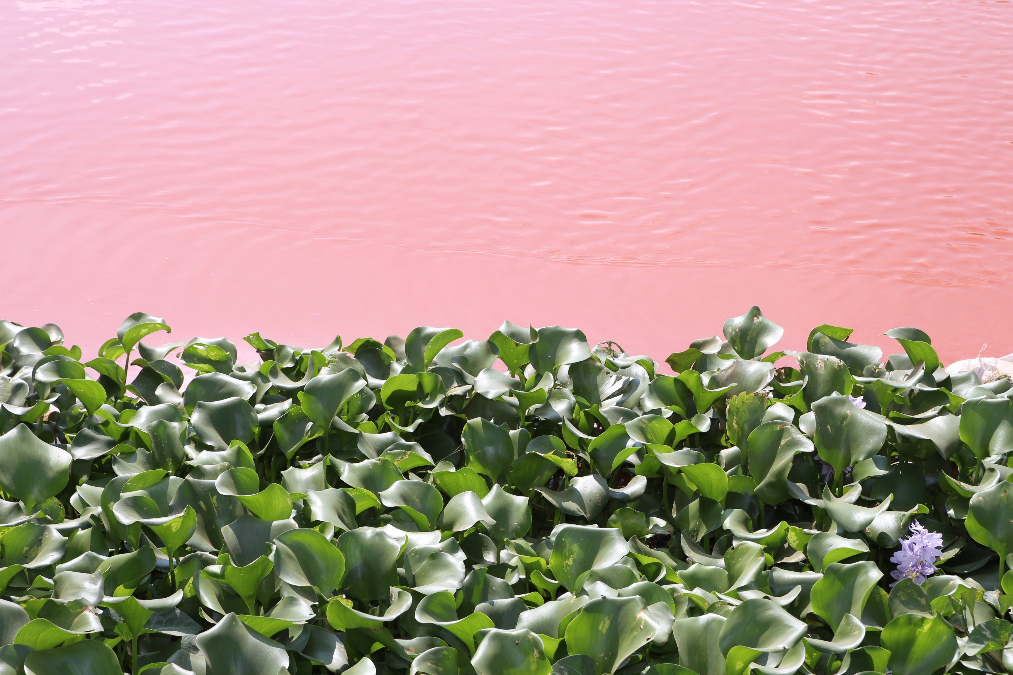 plant transition indium and nature 4k, HD Wallpaper