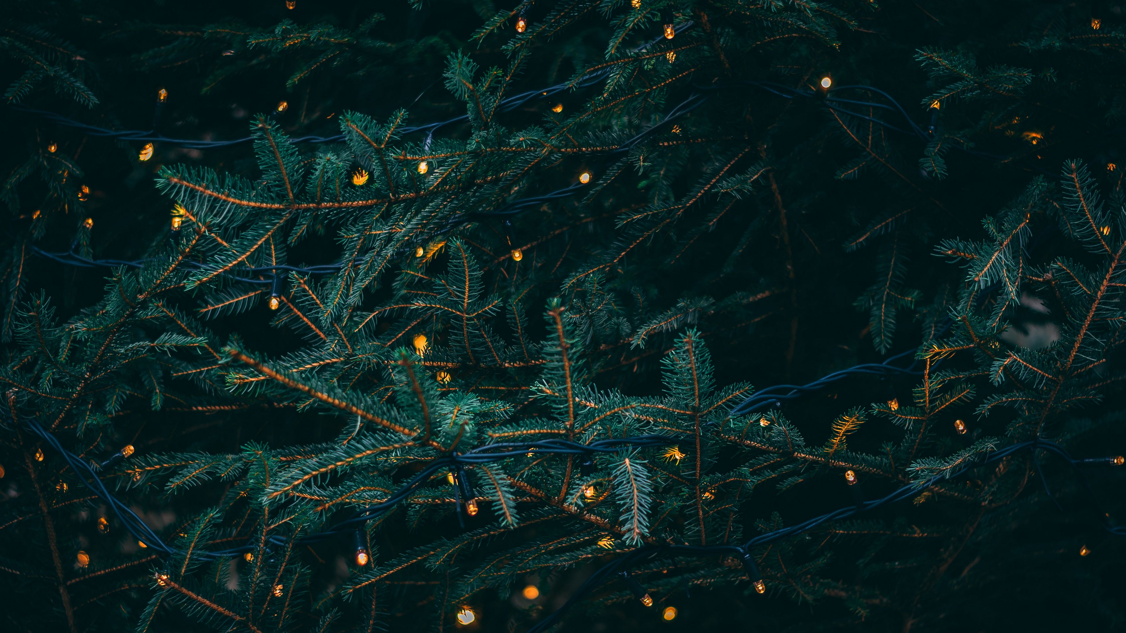 branches, garland, spruce, 4k, HD Wallpaper