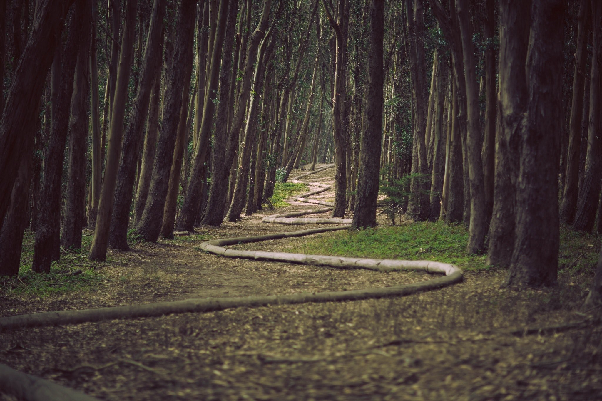 a zig zagging path in between tree trunks in a forest at the wood line, zig zag 4k, HD Wallpaper