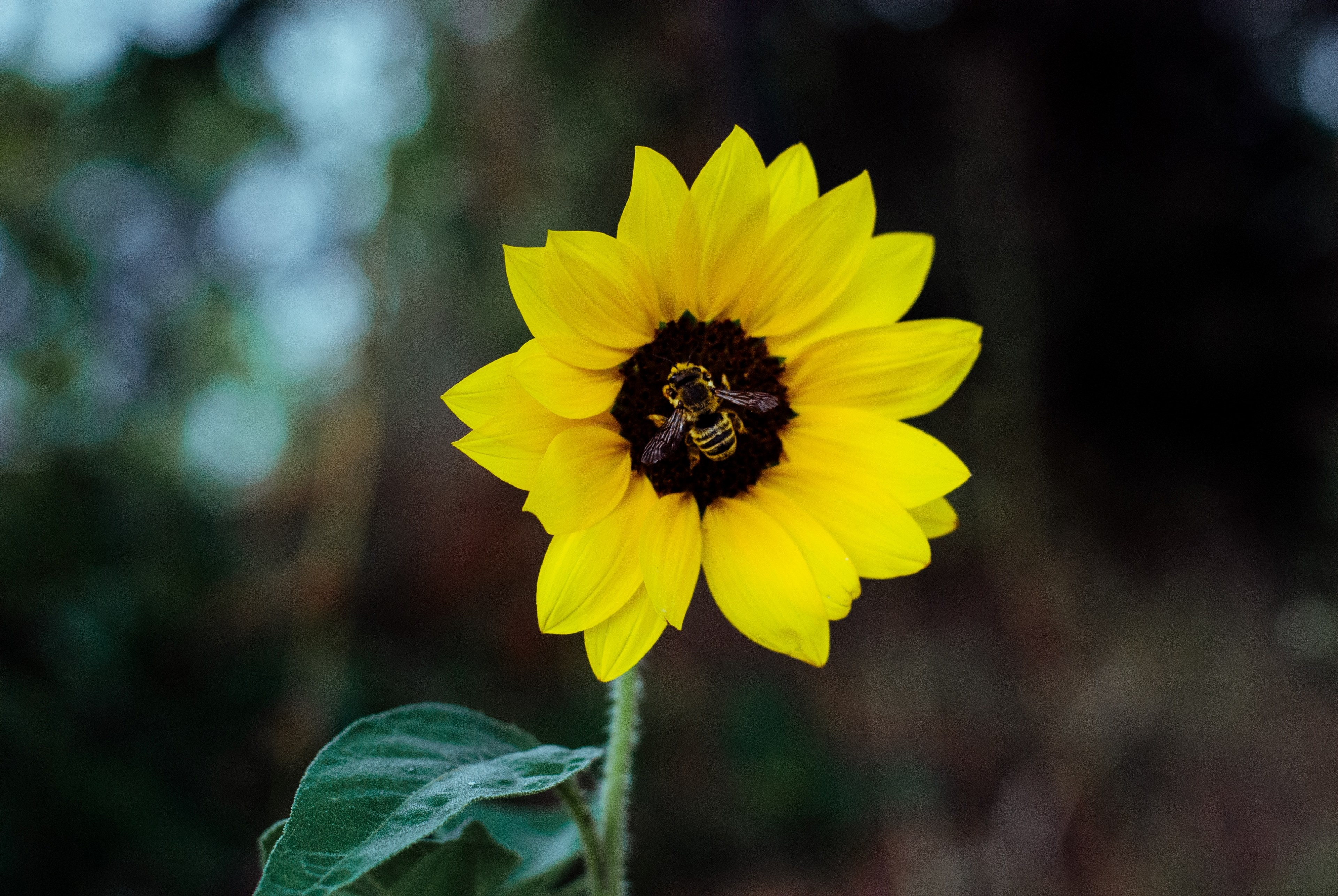 close up of a bee gathering pollen on a small sunflower, bee on a sunflower 4k, HD Wallpaper