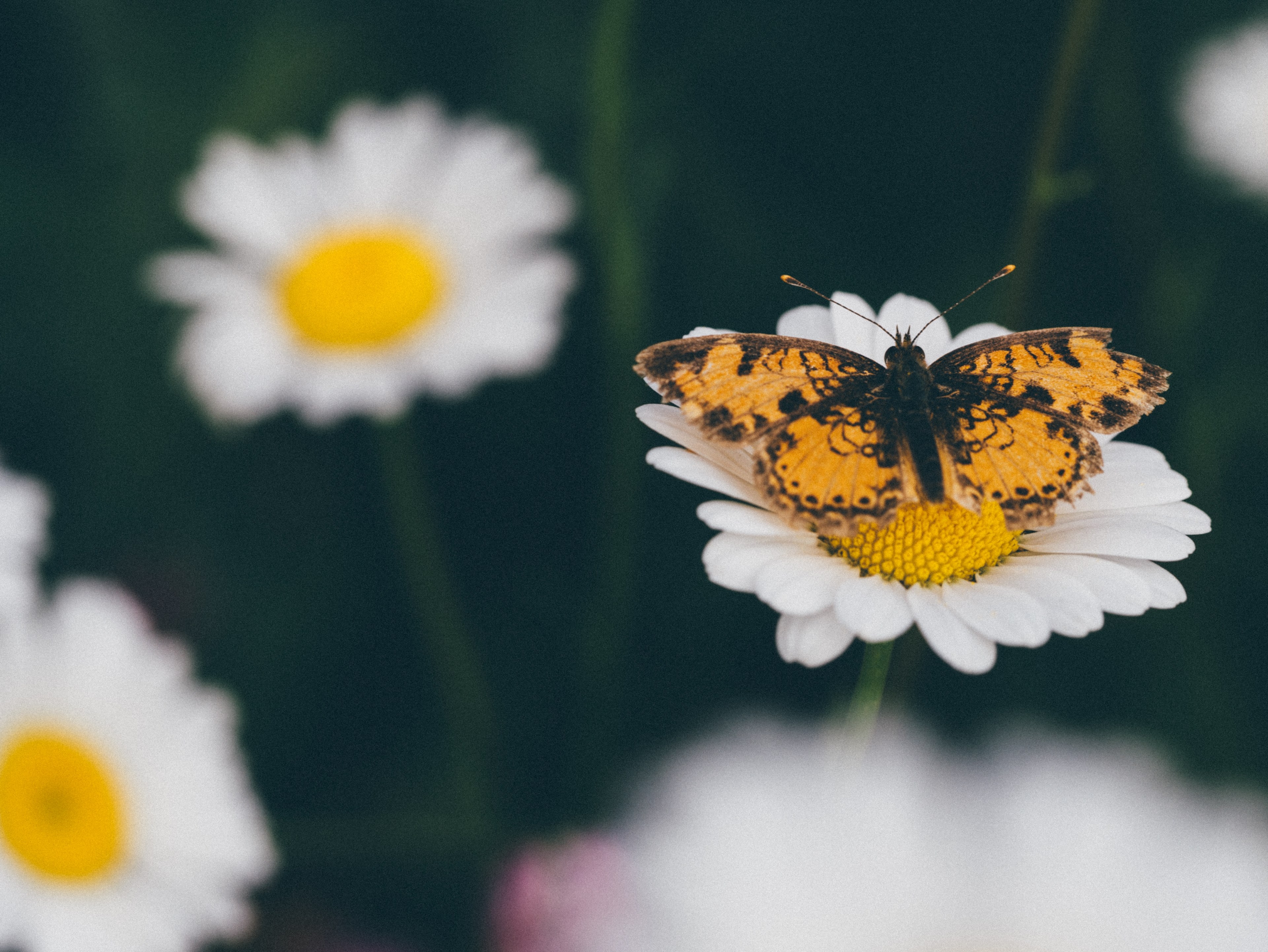 an orange butterfly on a yellow flower with white petals, _orange butterfly yellow flower 4k, HD Wallpaper