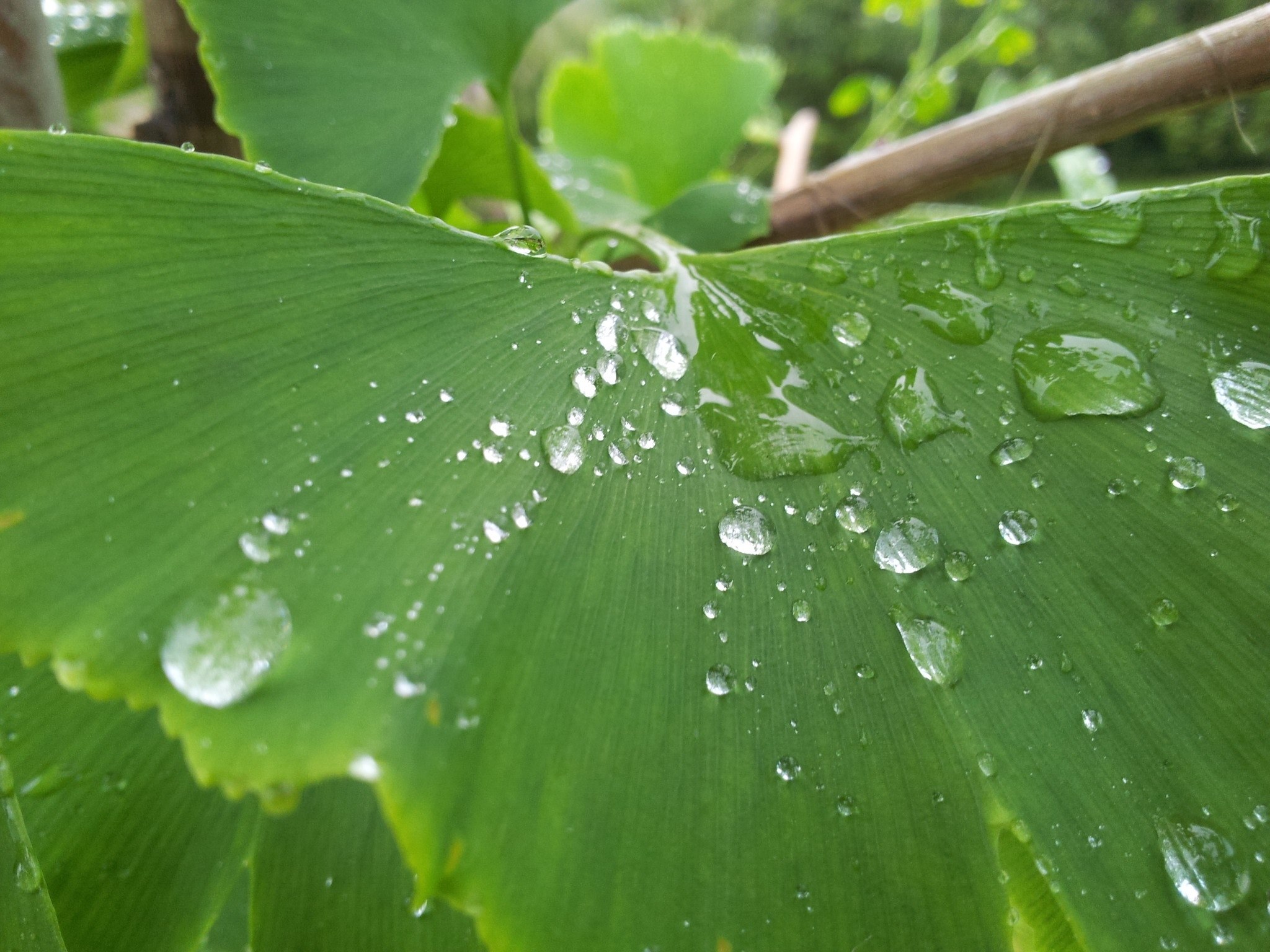 large leaf with drops of rainwater, dew on a plant 4k, HD Wallpaper