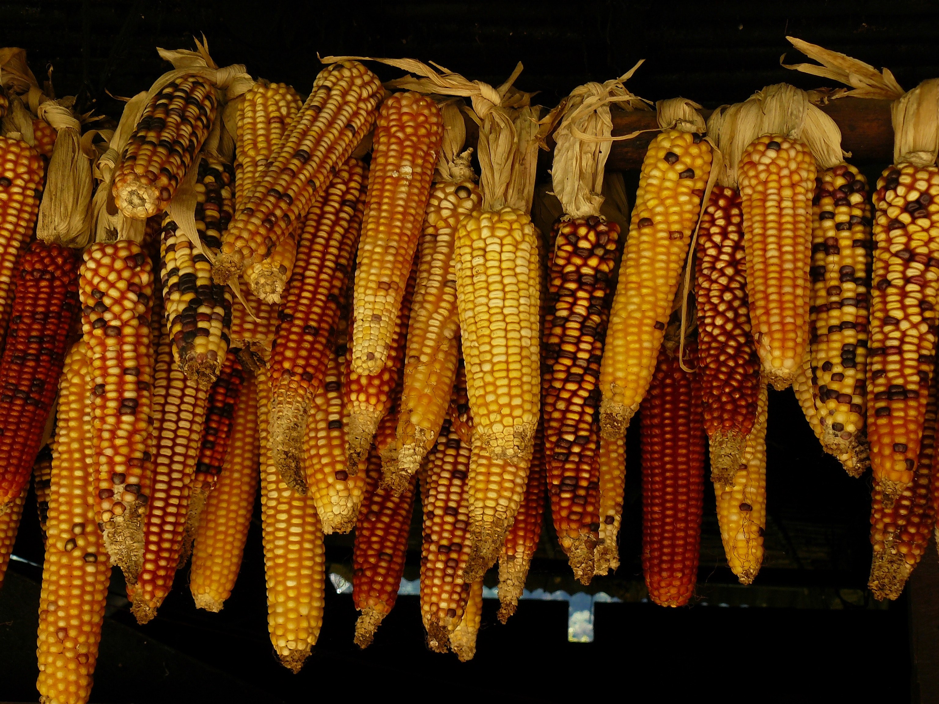 pile of fresh sweet corn waiting to be roasted, corn seeds 4k, HD Wallpaper