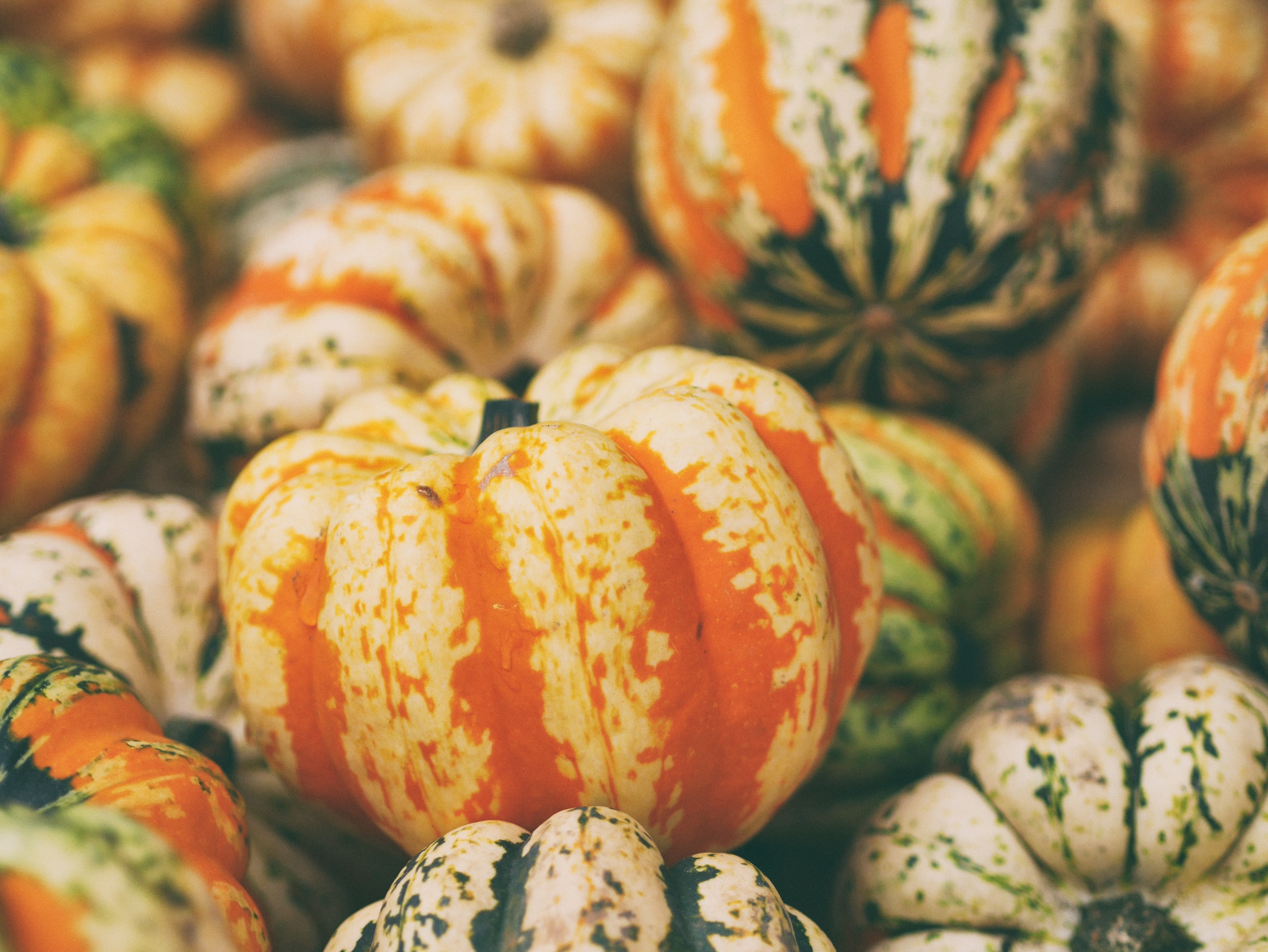 pile of pumpkins and gourds from a fall harvest, autumnal squash 4k, HD Wallpaper