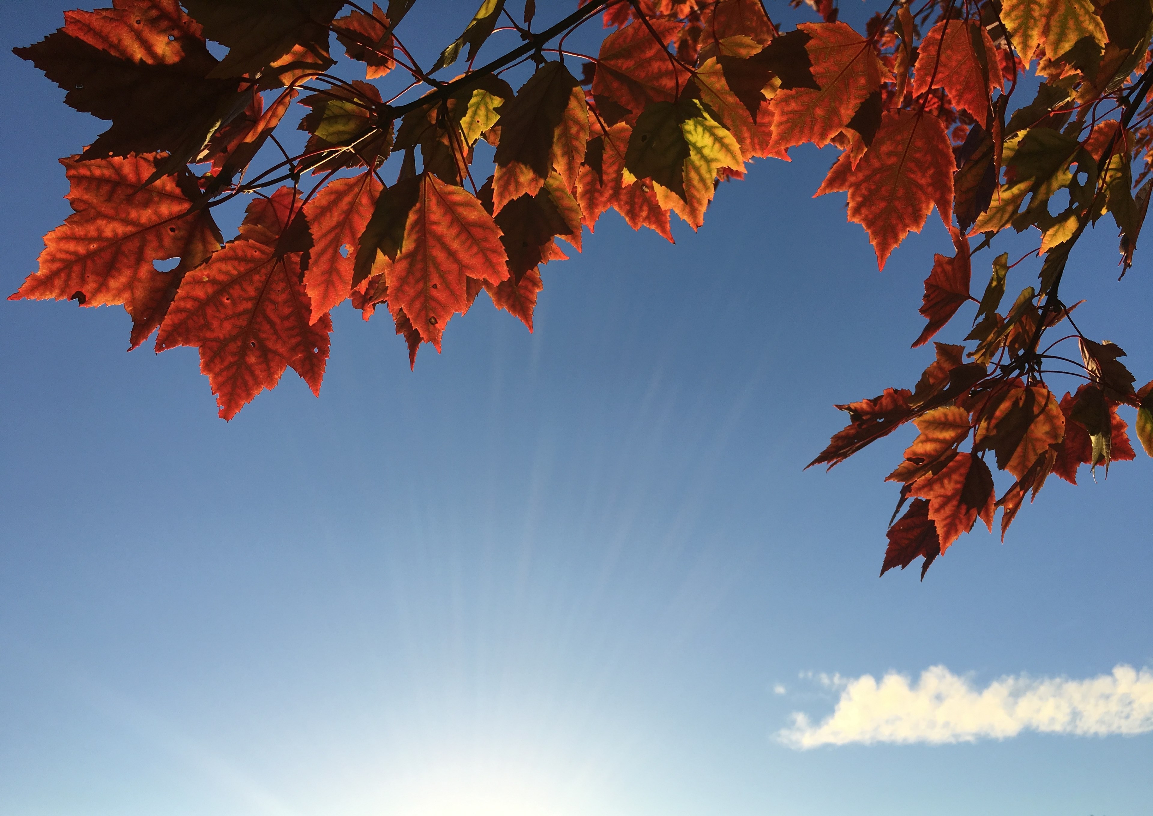 bright red and orange maple leaves against the bright blue sunny sky, autumn 4k, HD Wallpaper