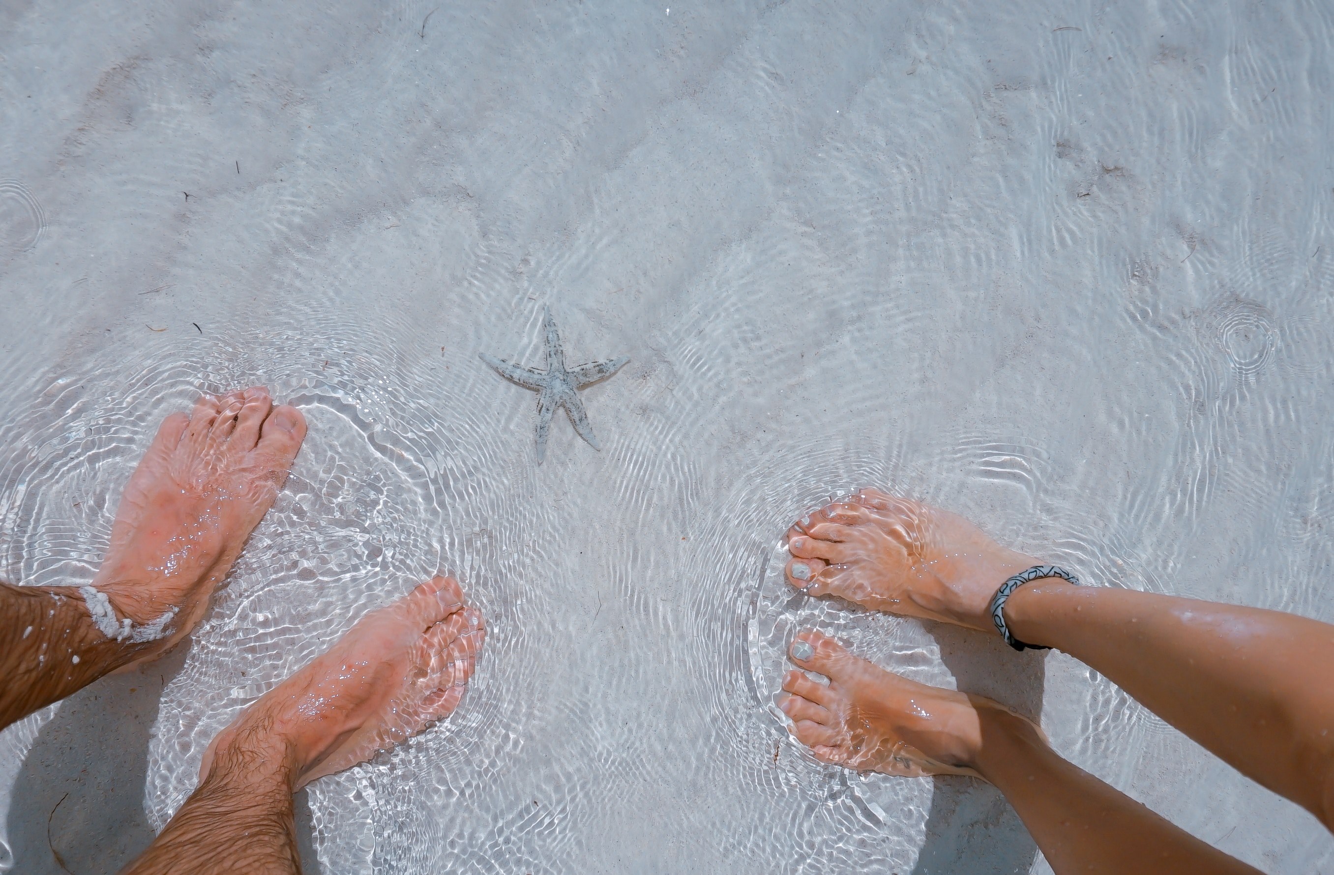 two peoples feet in the sea next to a starfish, starfish in water 4k, HD Wallpaper