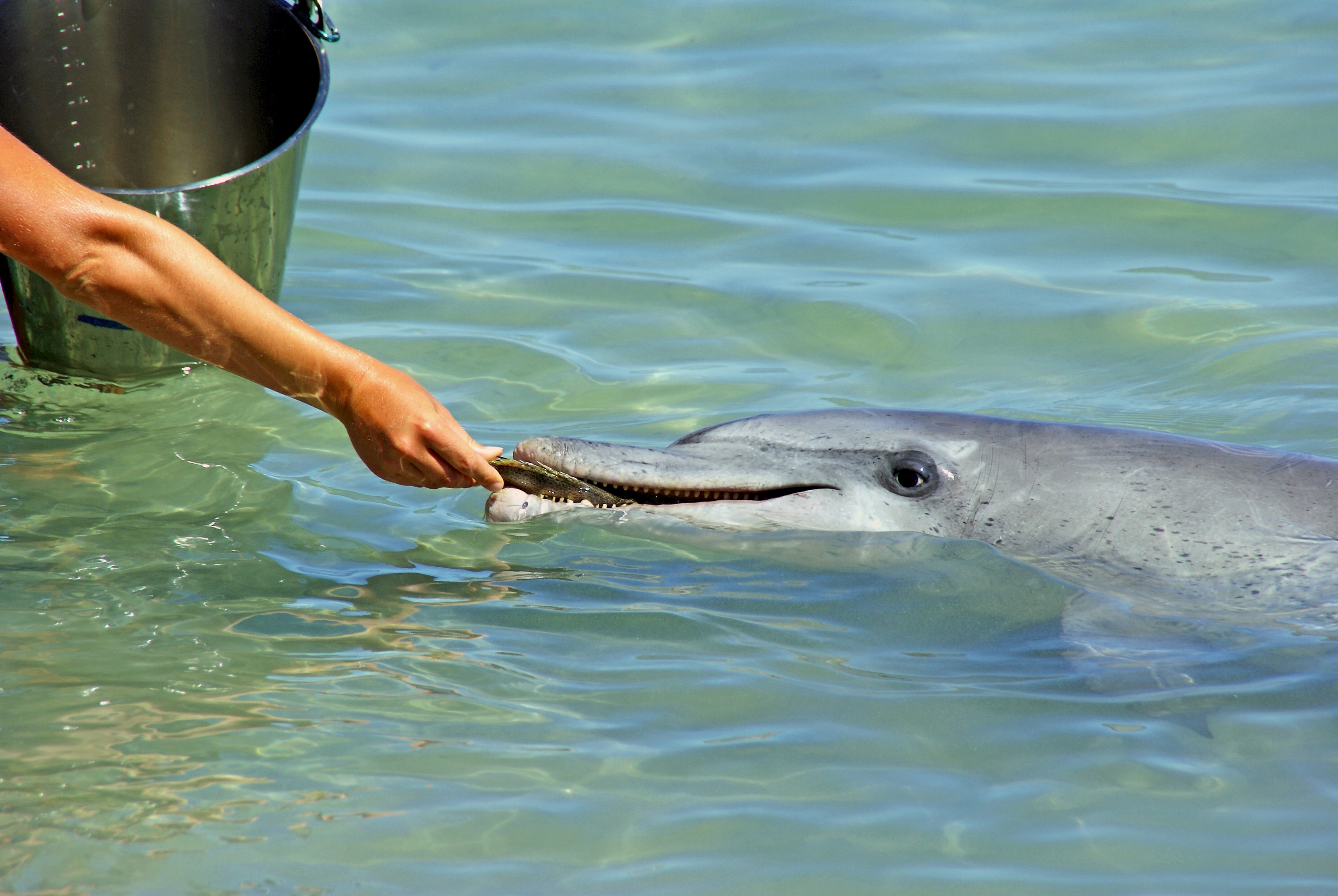 dolphin fish sea and feed 4k, HD Wallpaper