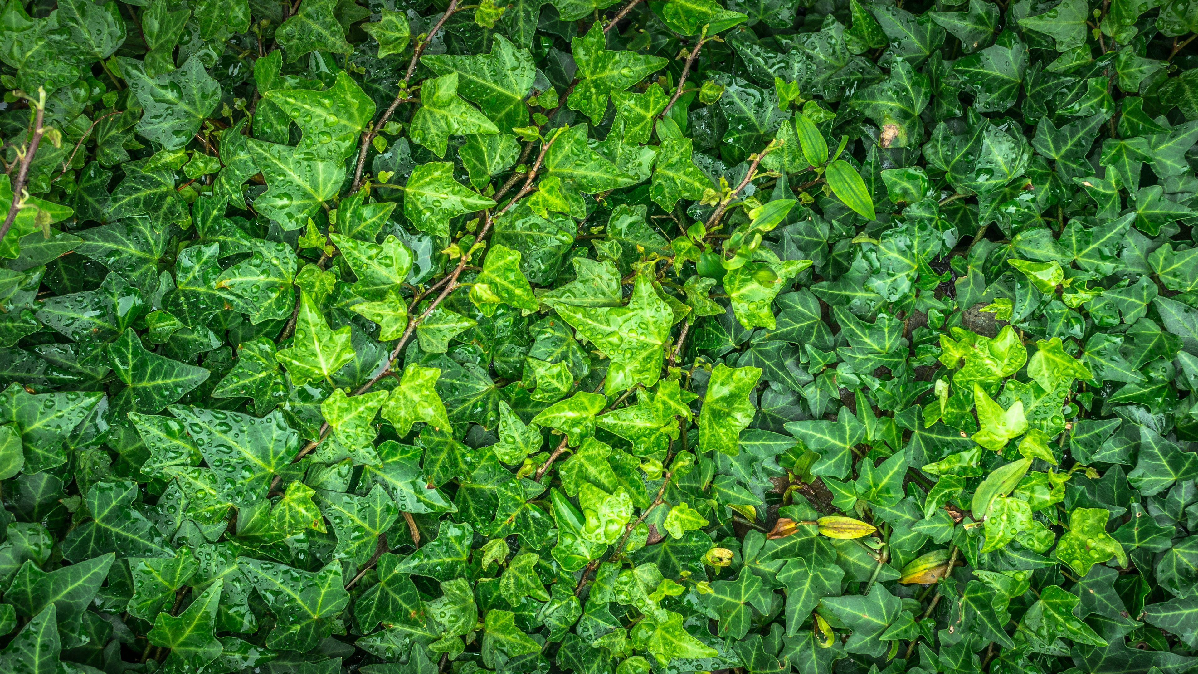 leaves, drops, green, 4k, HD Wallpaper
