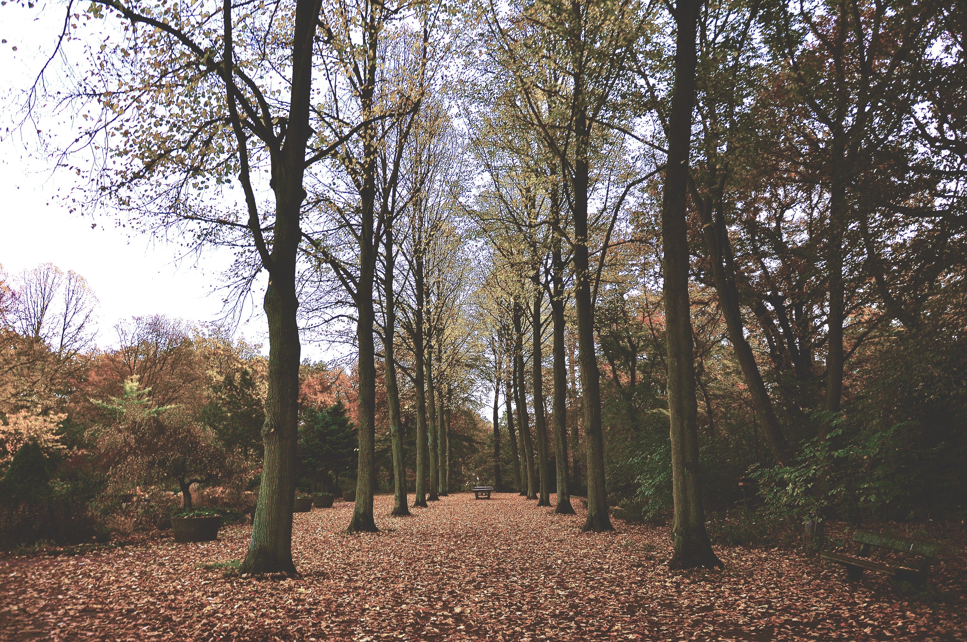 a leaf covered park pathway lined with nearly bare trees, autumn park lane 4k, HD Wallpaper