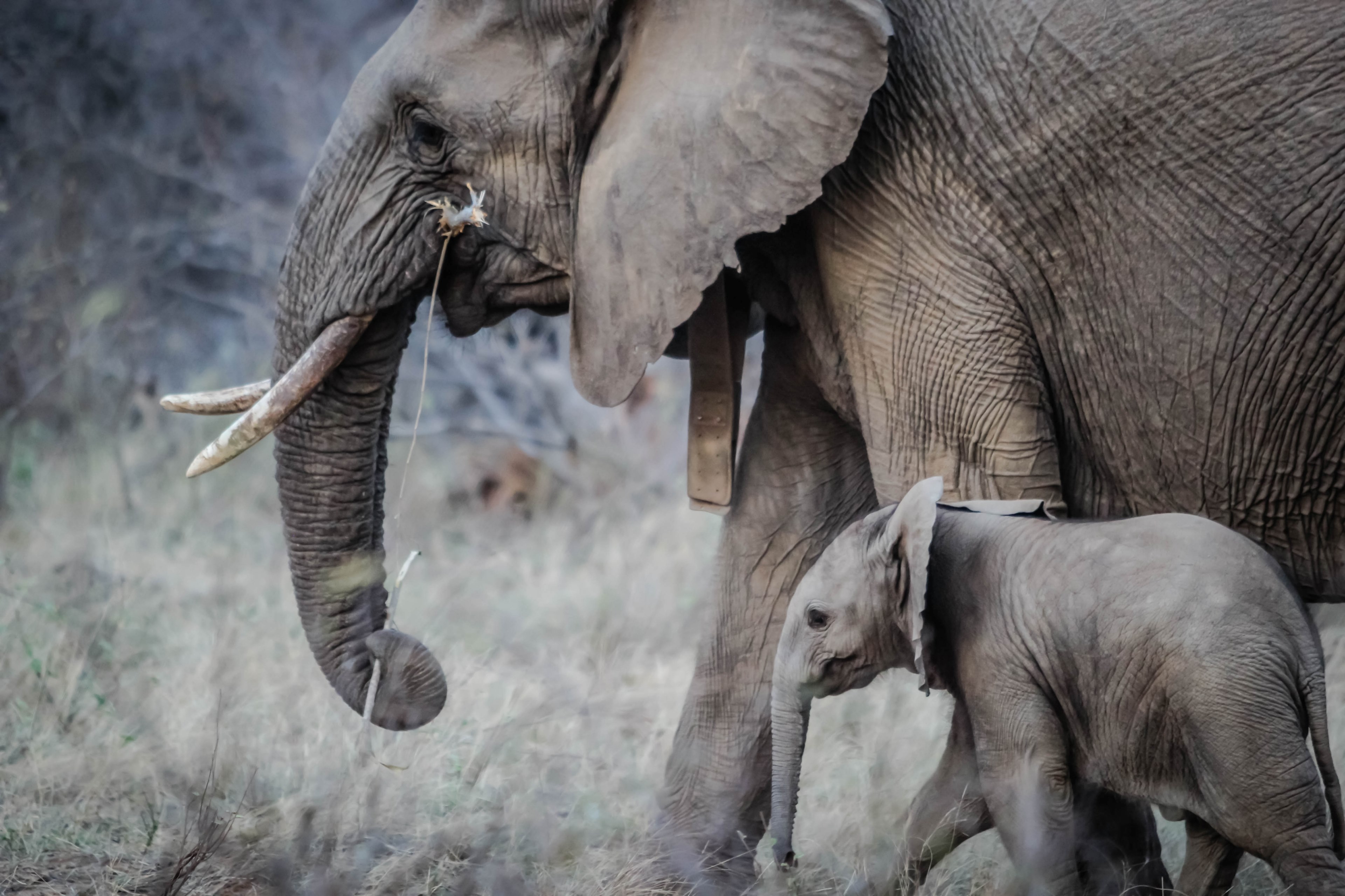 an elephant with ivory tusks walking next to a baby elephant in the wild, elephant mom and child 4k, HD Wallpaper