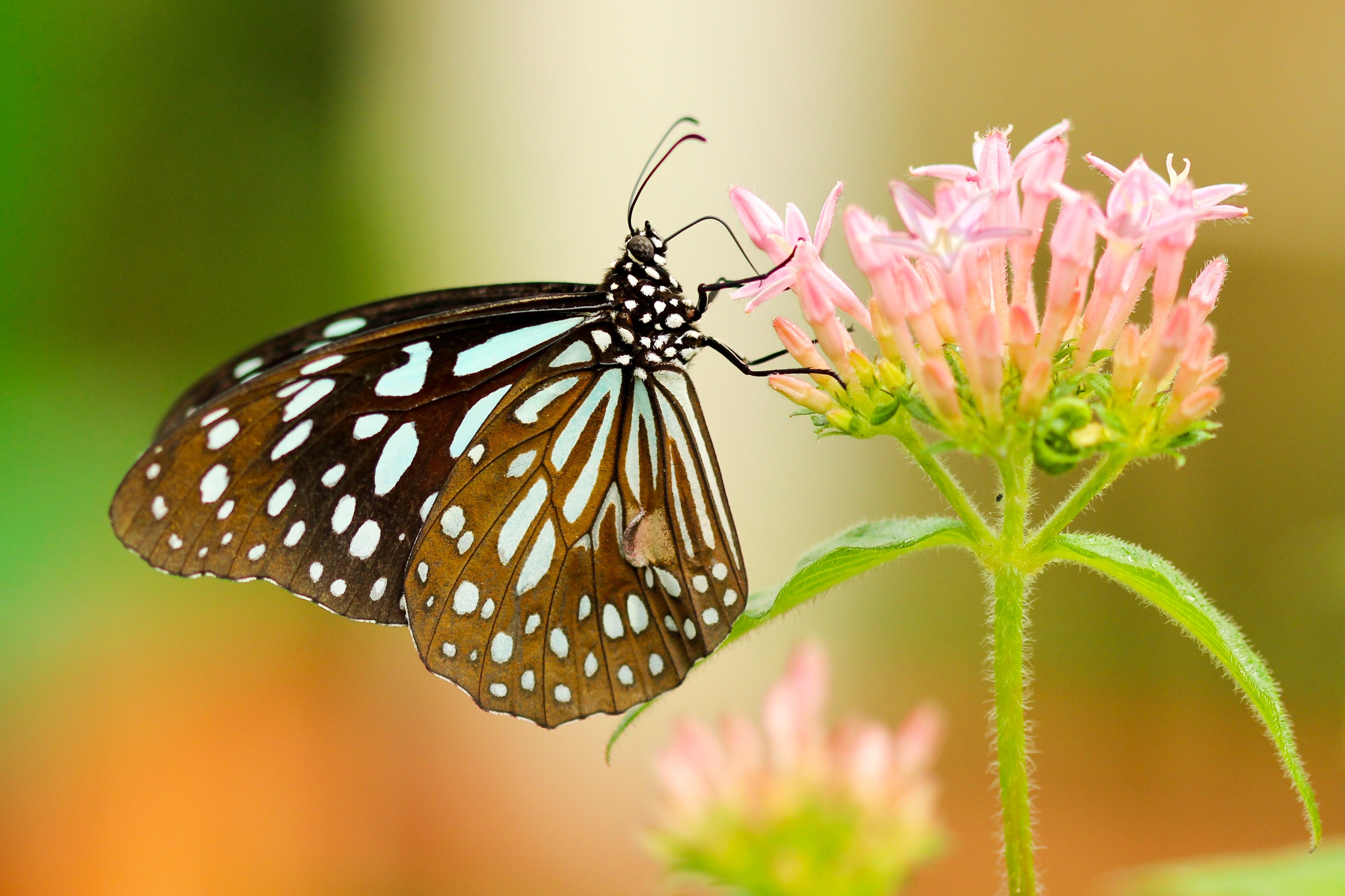 a white and black butterfly on top of a flower head, white and black butterfly on a flower 4k, HD Wallpaper