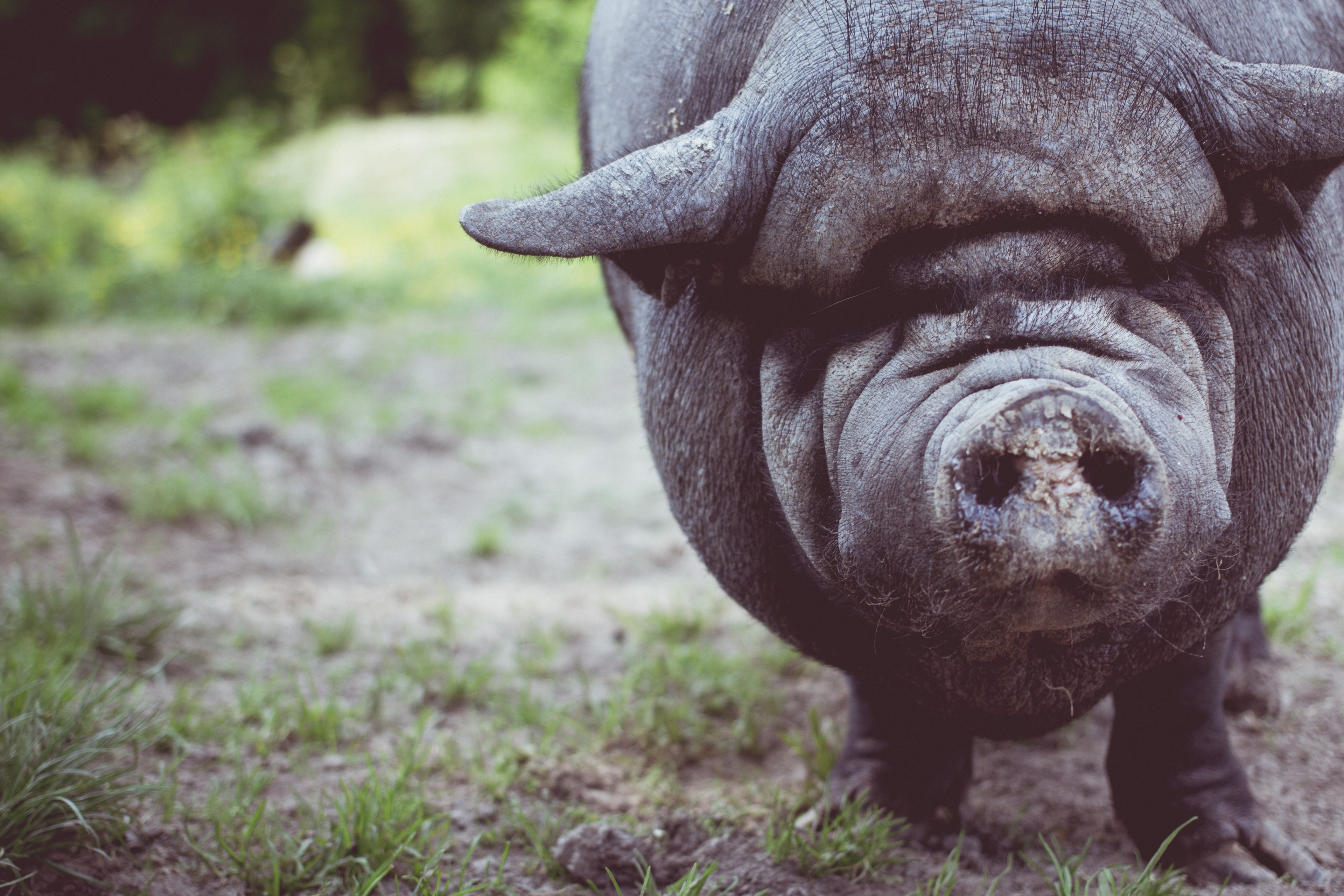 pig hog swine and black 4k, HD Wallpaper