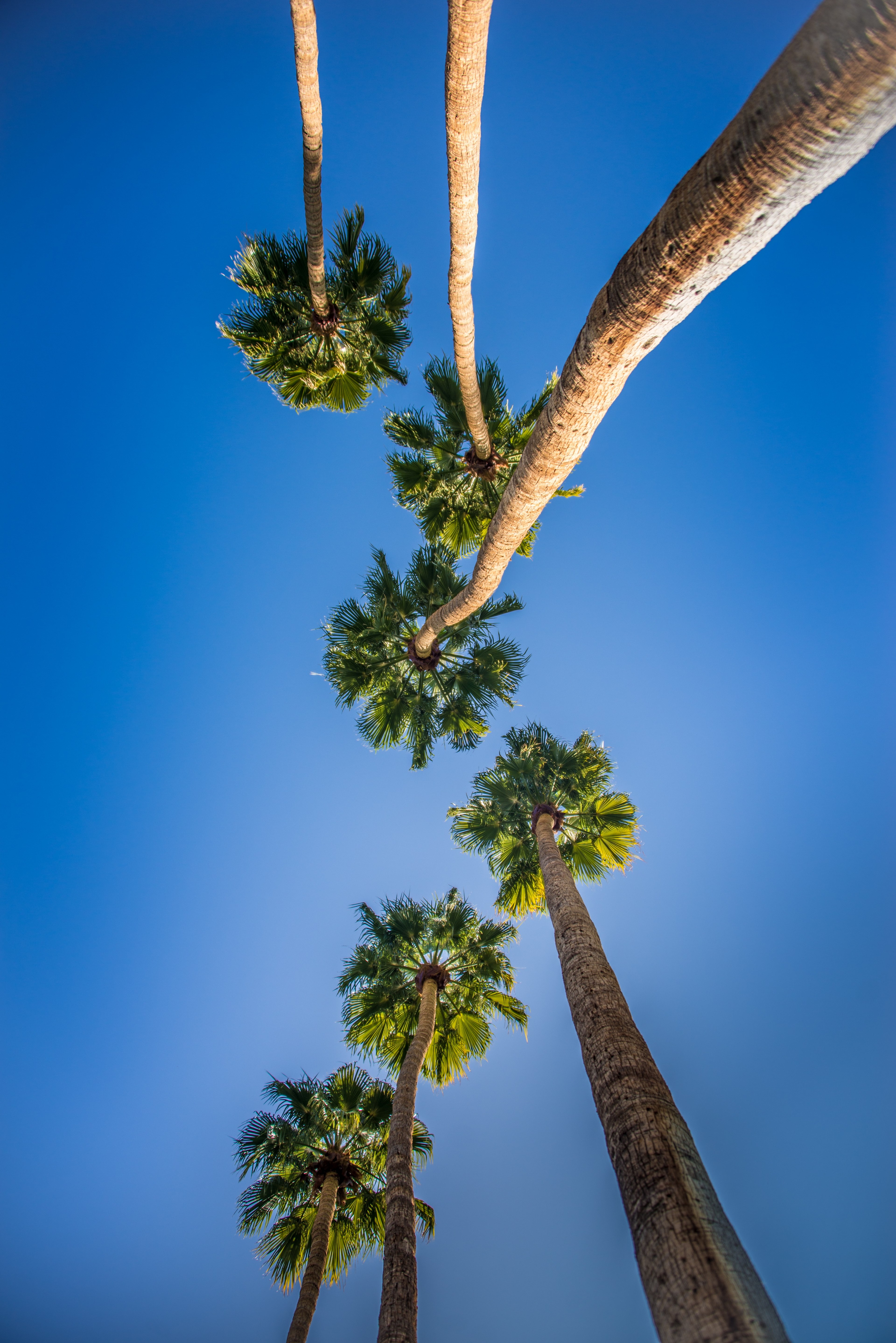 bottom view palm palm tree and looking up hd, 4k, Phone HD Wallpaper