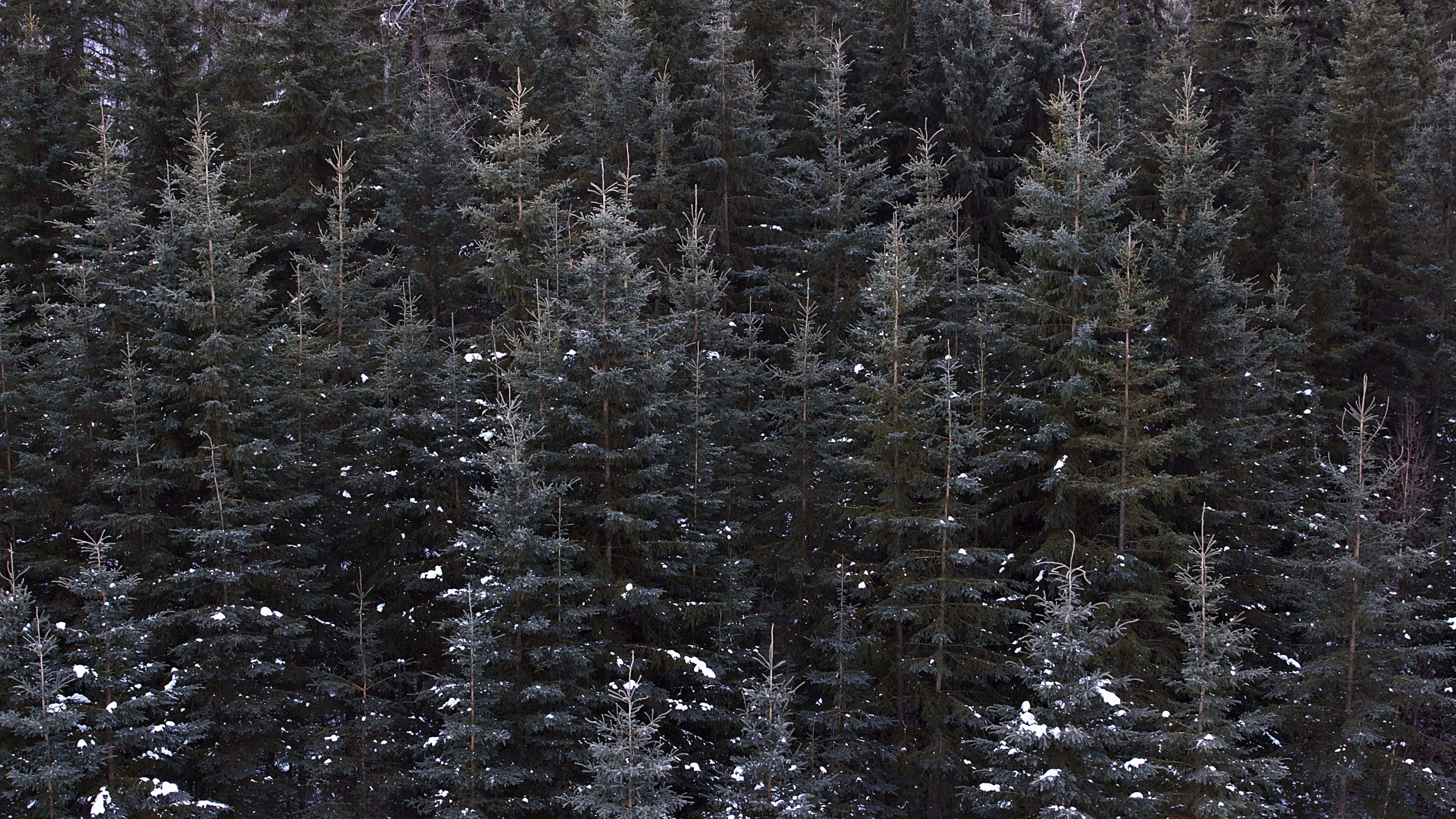 a high view of the treetops in an evergreen forest with patches of snow on the branches, a sea of trees 4k, HD Wallpaper