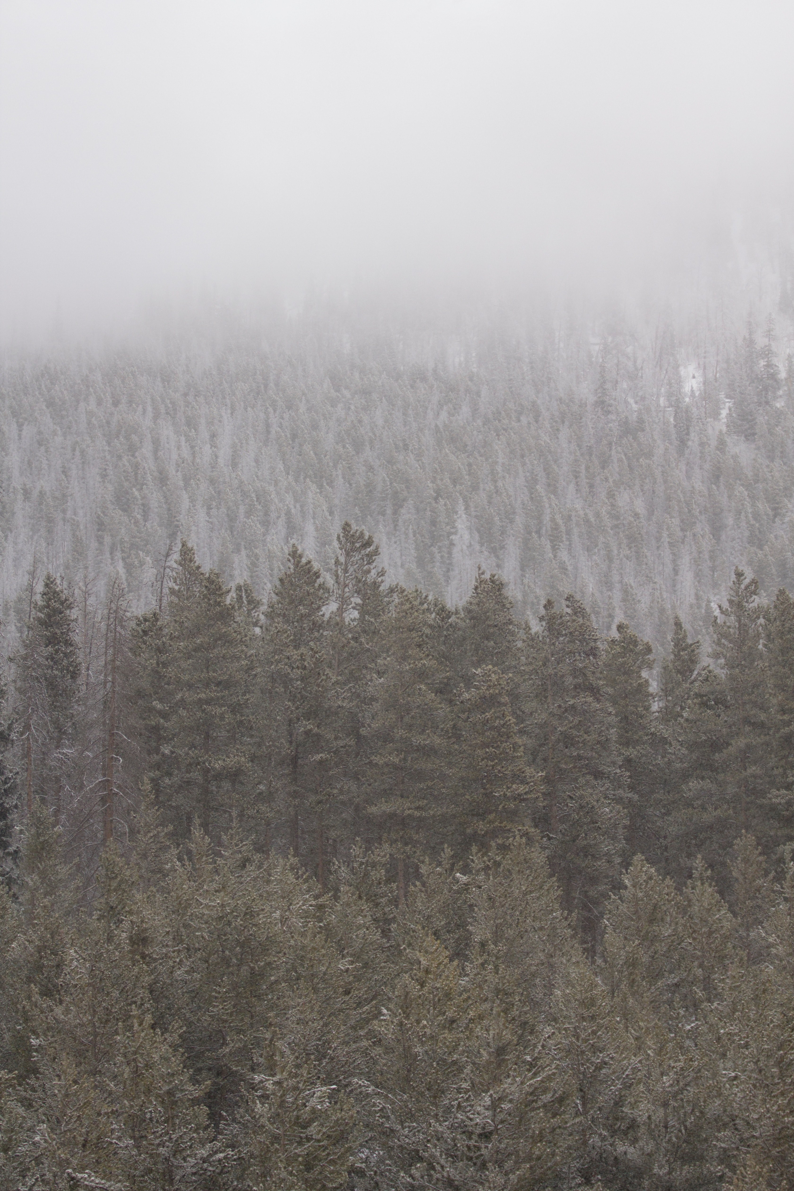 frost covered trees in fog in breckenridge, disappearing trees 4k, Phone HD Wallpaper