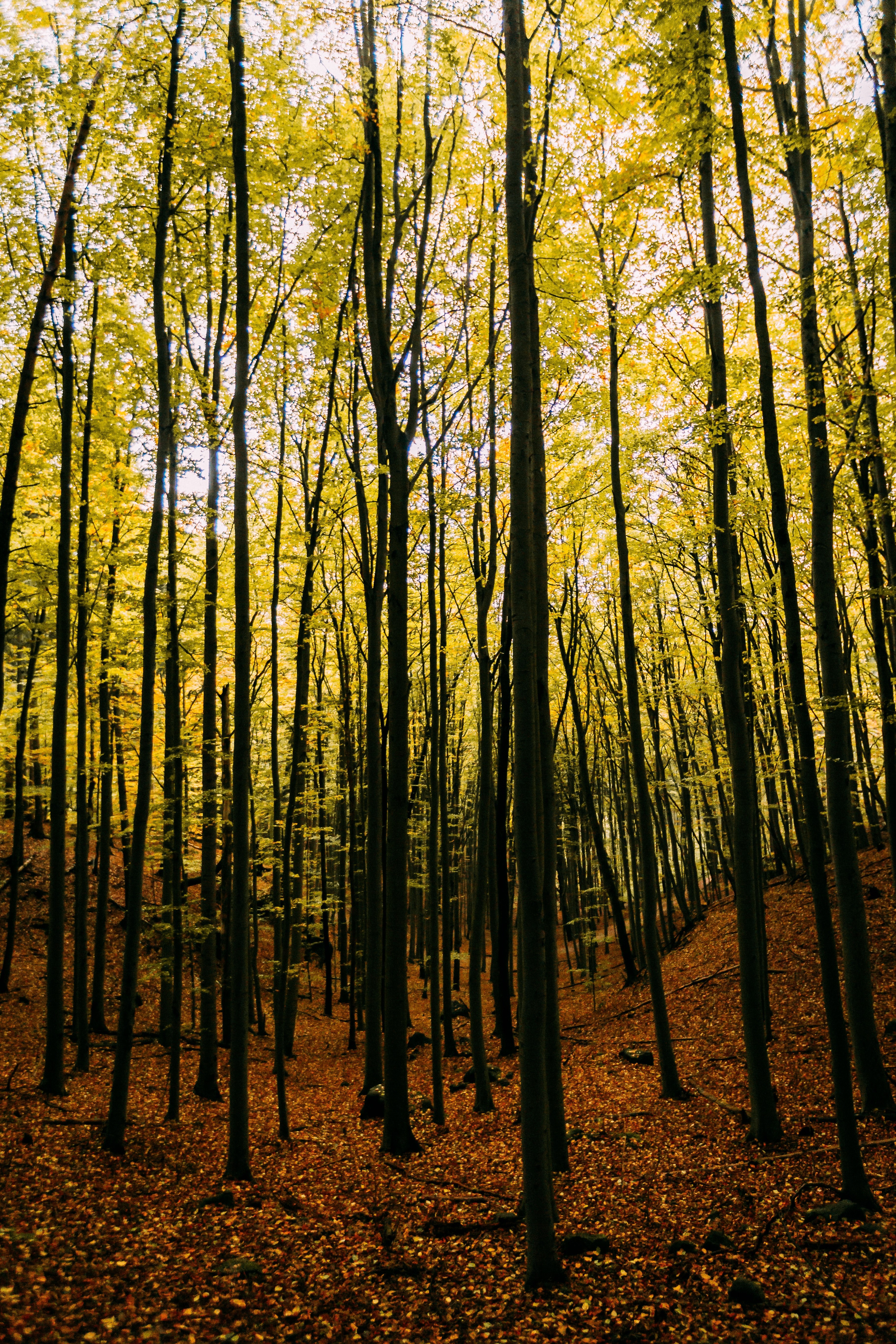 autumn mood 4k, Phone HD Wallpaper