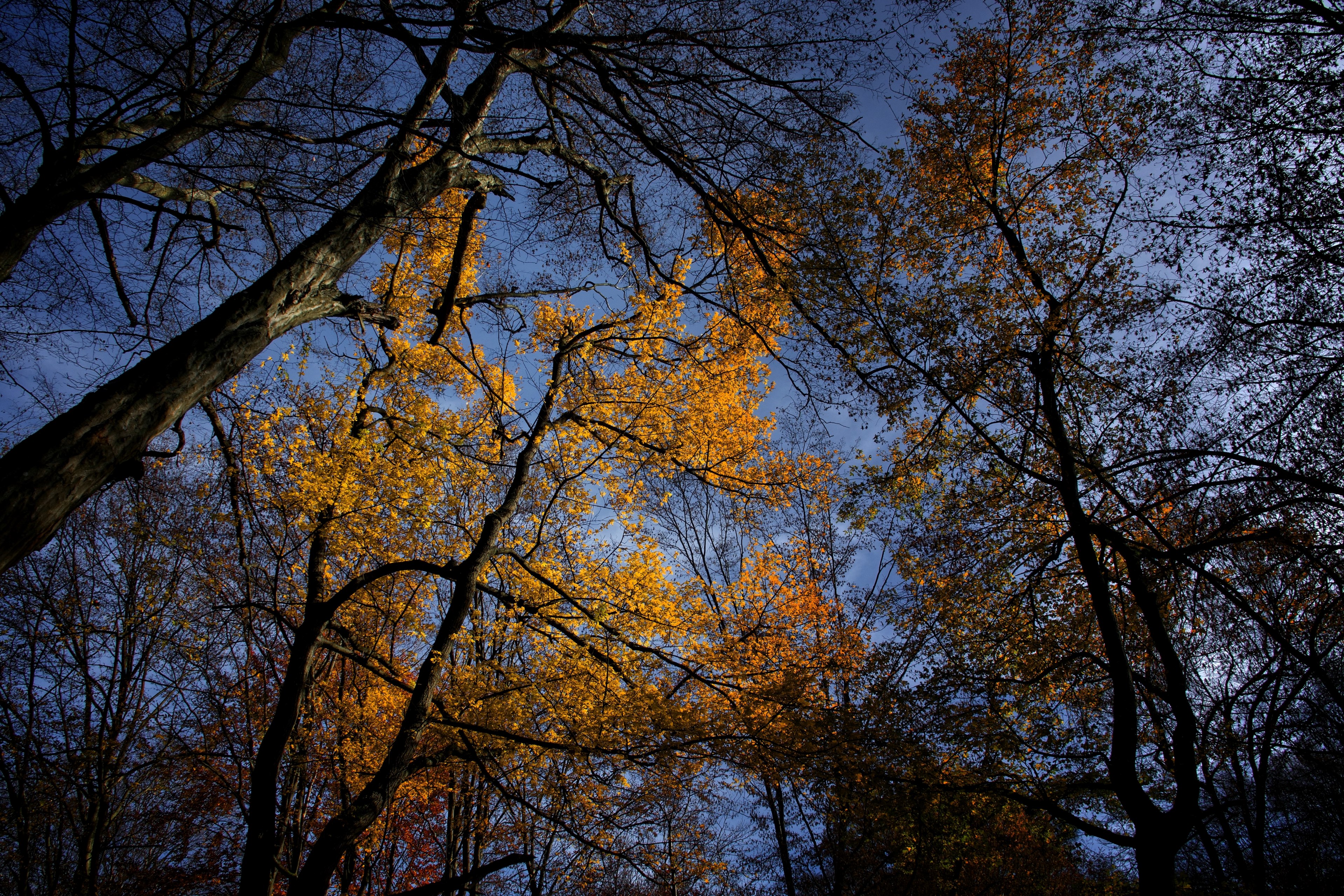 minimal fall color and leafe 4k, HD Wallpaper