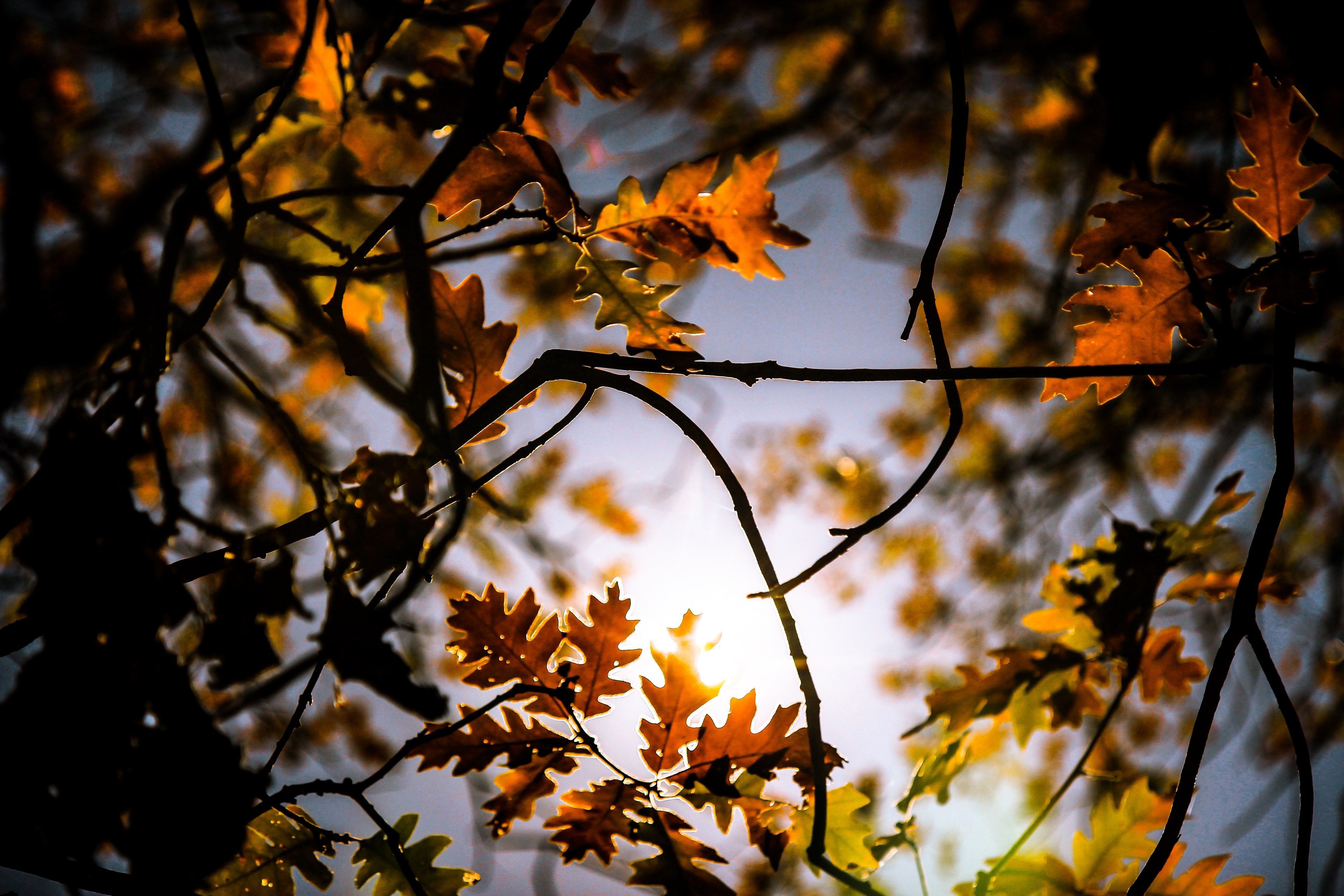 tree forest autumn and leafe 4k, HD Wallpaper
