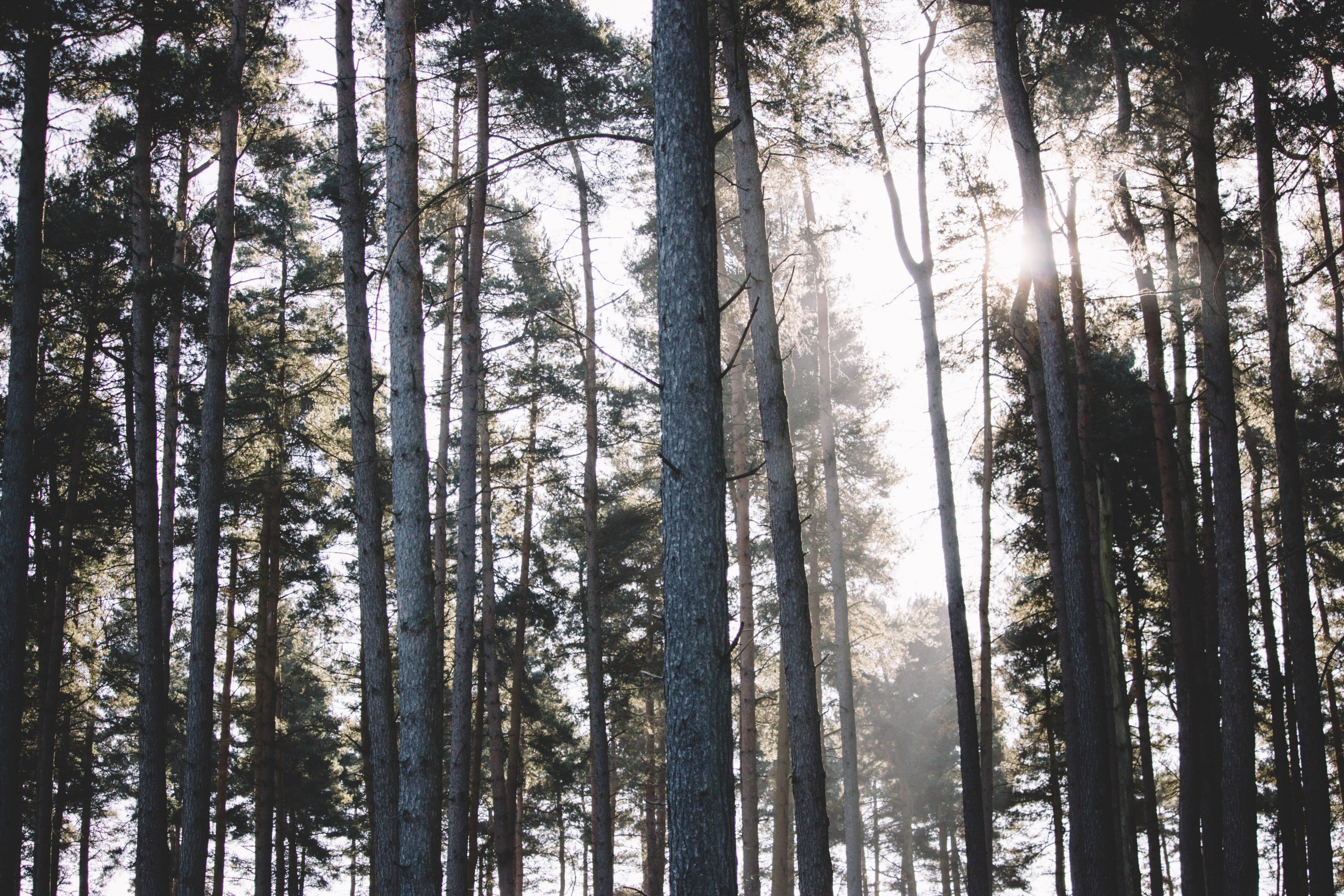 sunlight sun ray sun and forest 4k, HD Wallpaper
