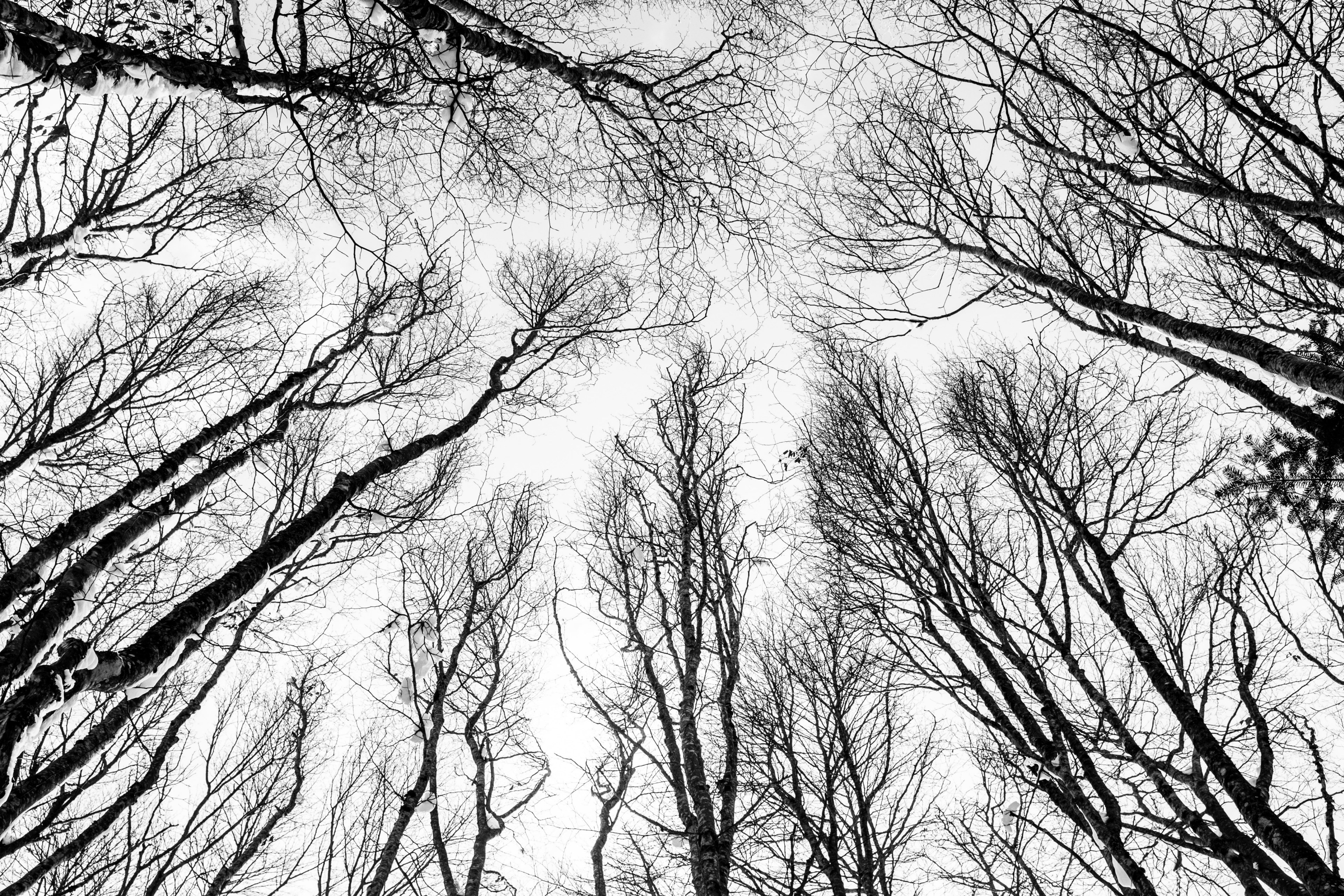 wandering nature winter and forest 4k, HD Wallpaper