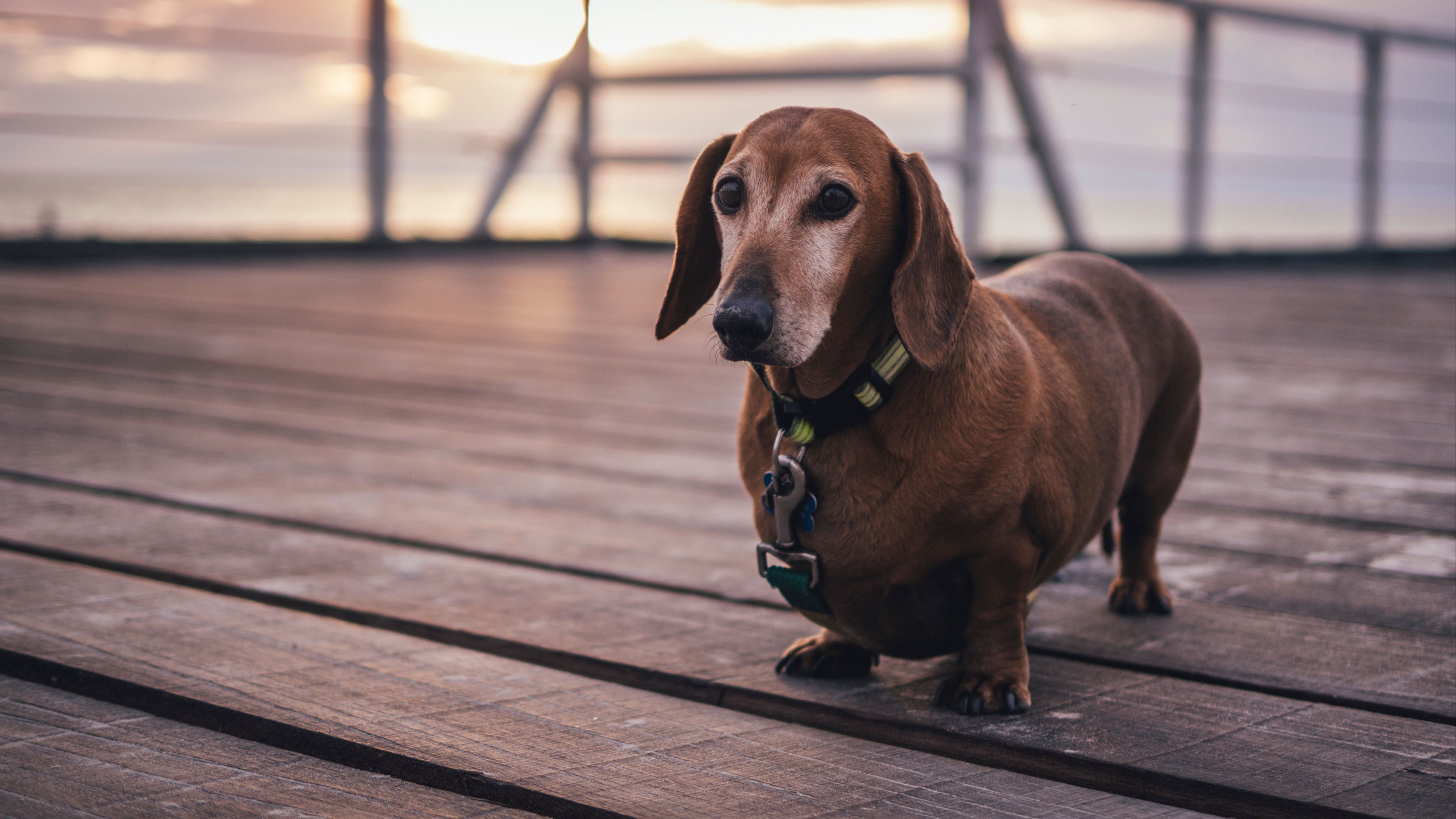 dachshund, dog, walk, collar, 4k, HD Wallpaper