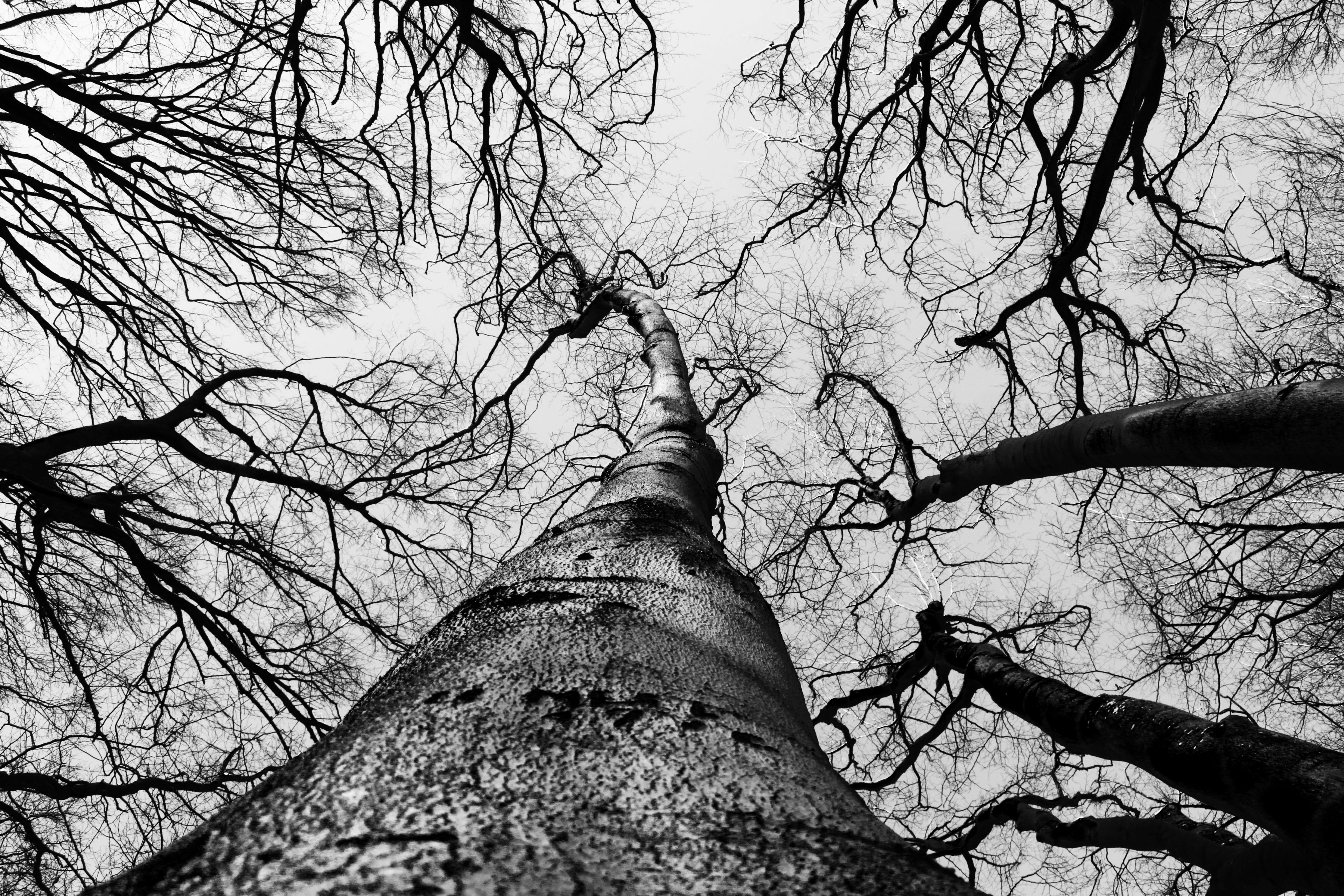 wood bampw branch and sky 4k, HD Wallpaper