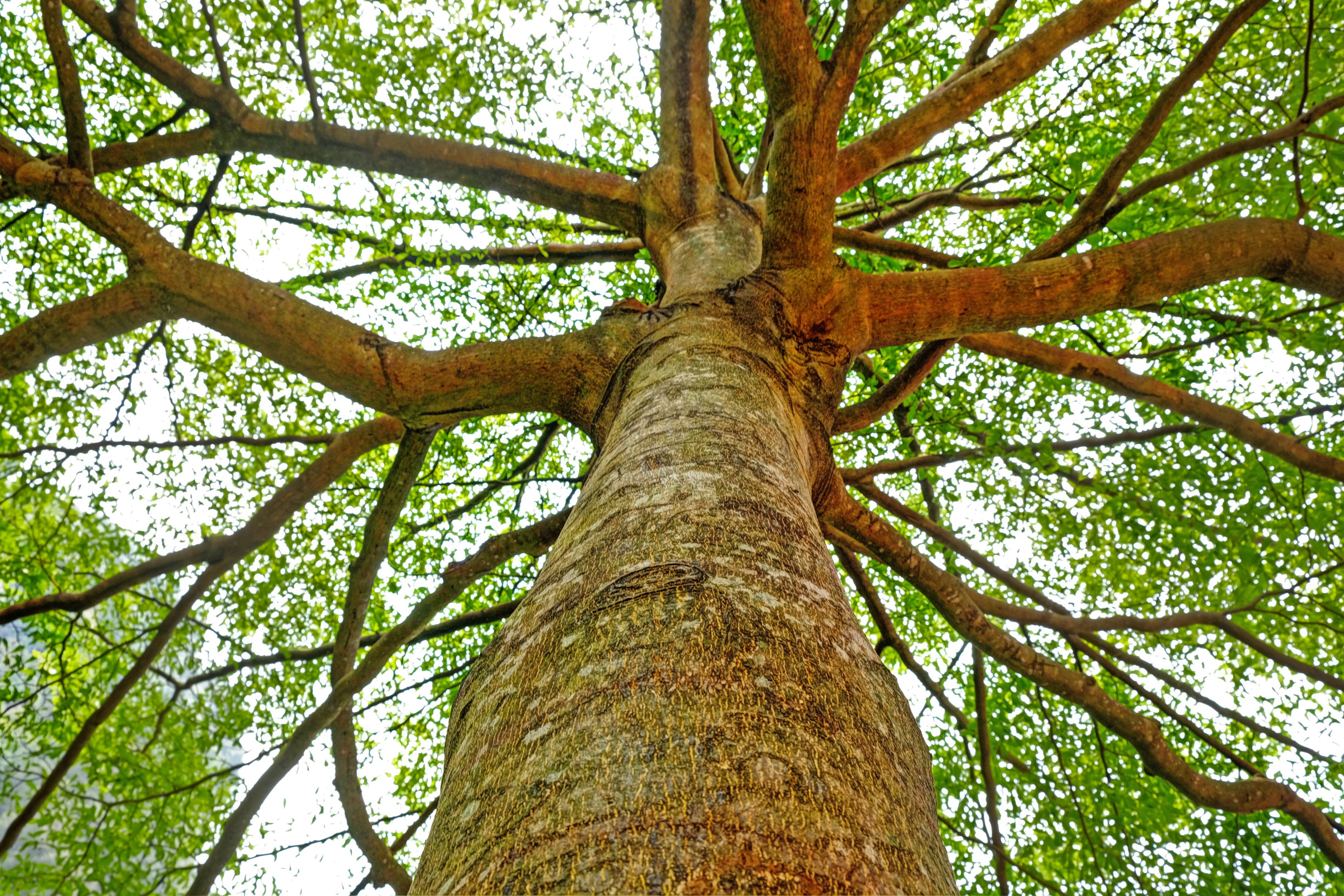 cloud outdoor branch and tree 4k, HD Wallpaper