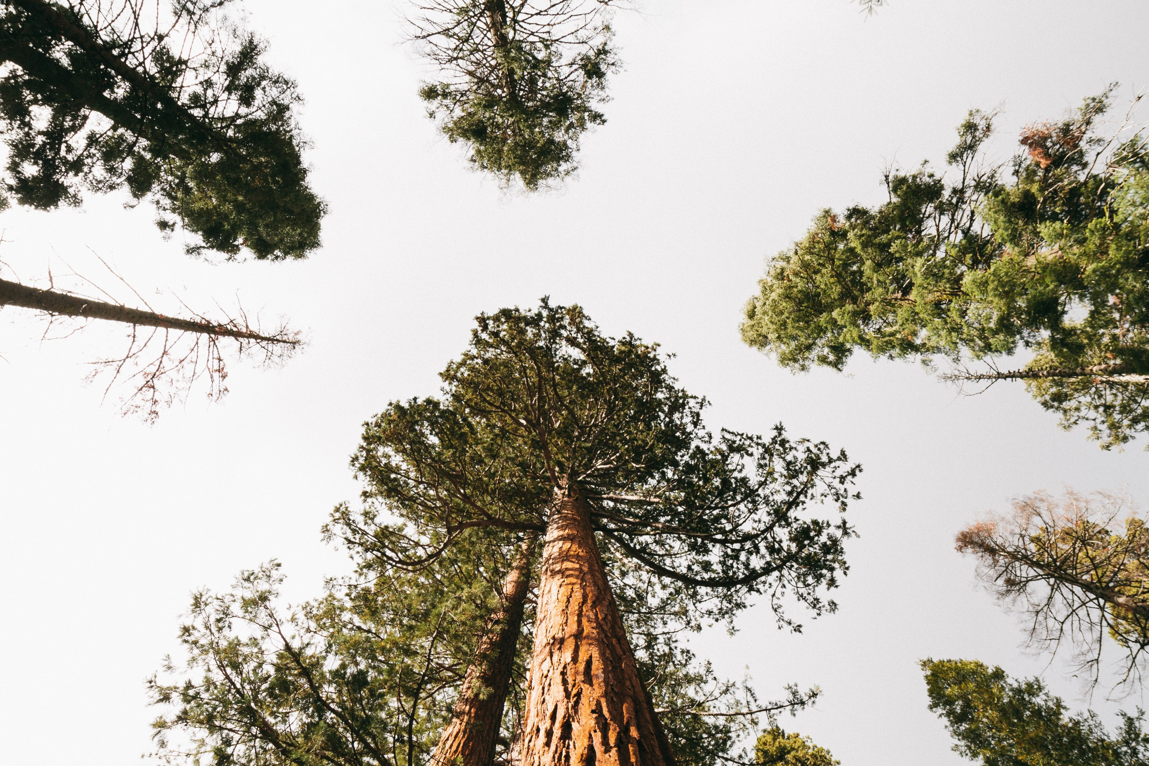 wood explore united state and america 4k, HD Wallpaper