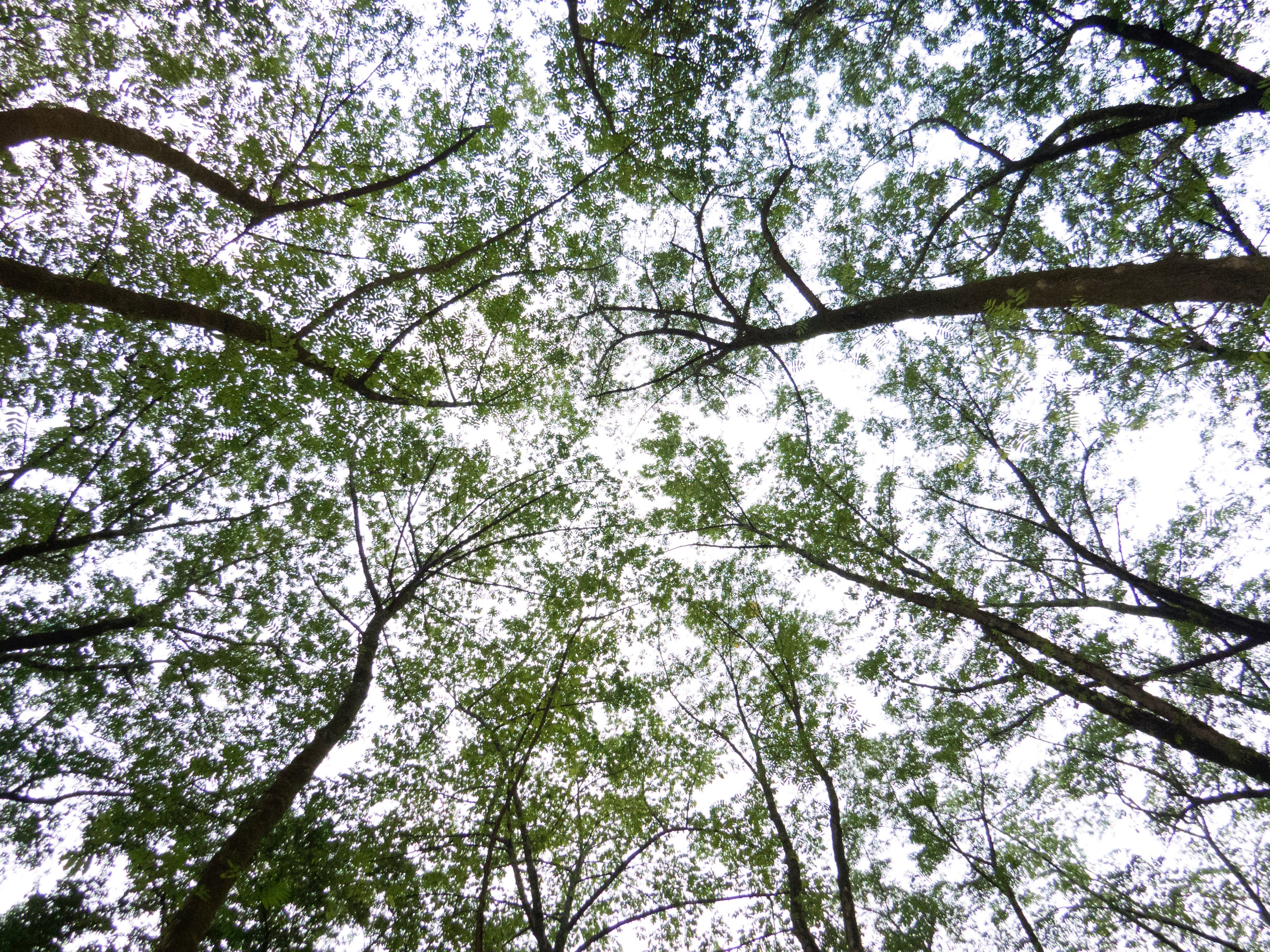 contrast sky abstract and forest 4k, HD Wallpaper