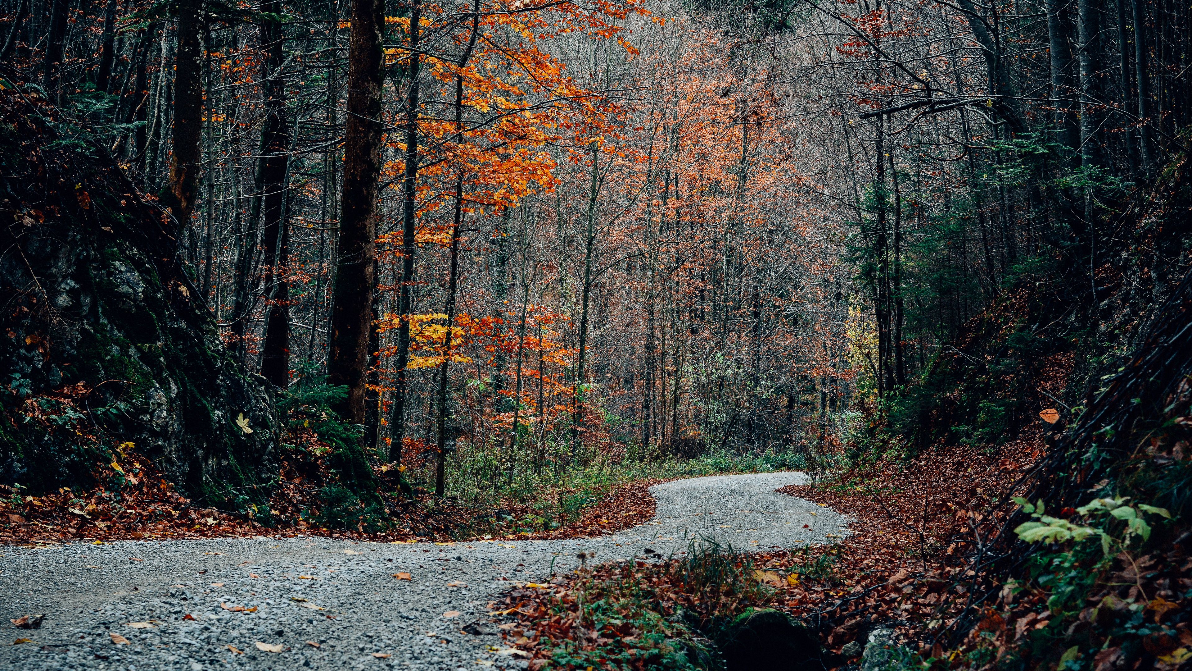 road, turn, trees, autumn, 4k, HD Wallpaper