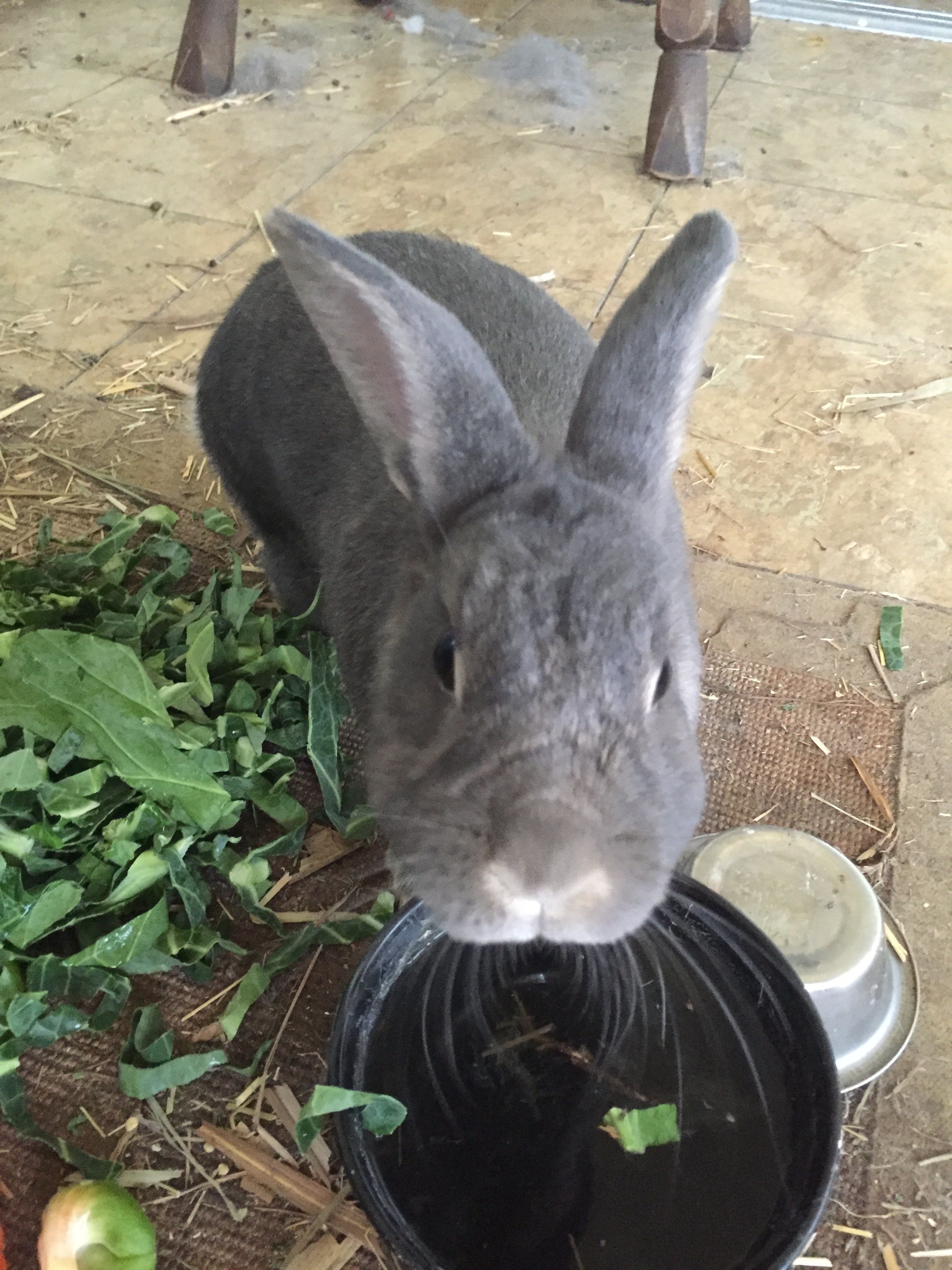 water bowl rabbit kale and food hd, 4k, Phone HD Wallpaper