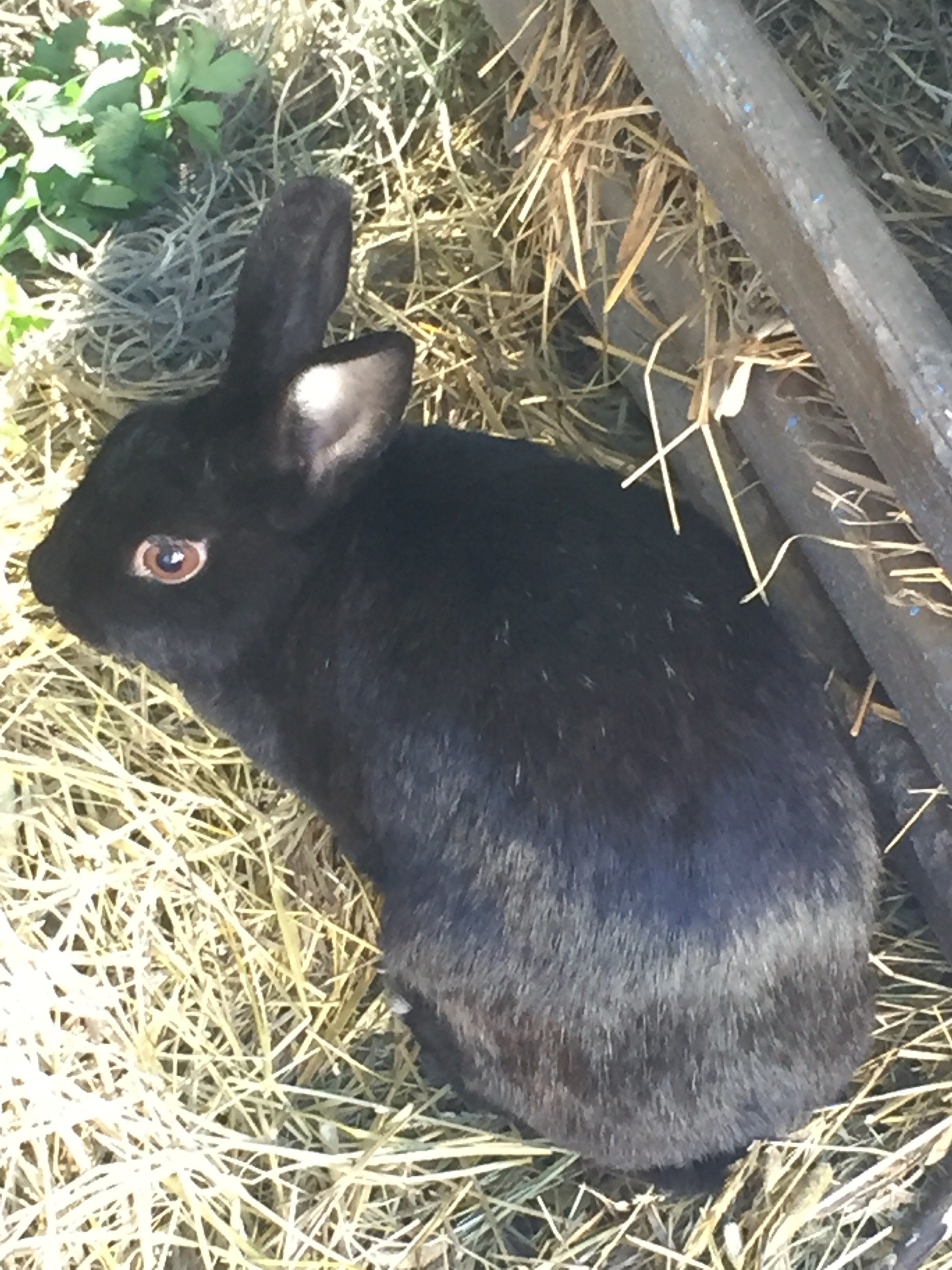 black animal bunny and rabbit hd, 4k, Phone HD Wallpaper