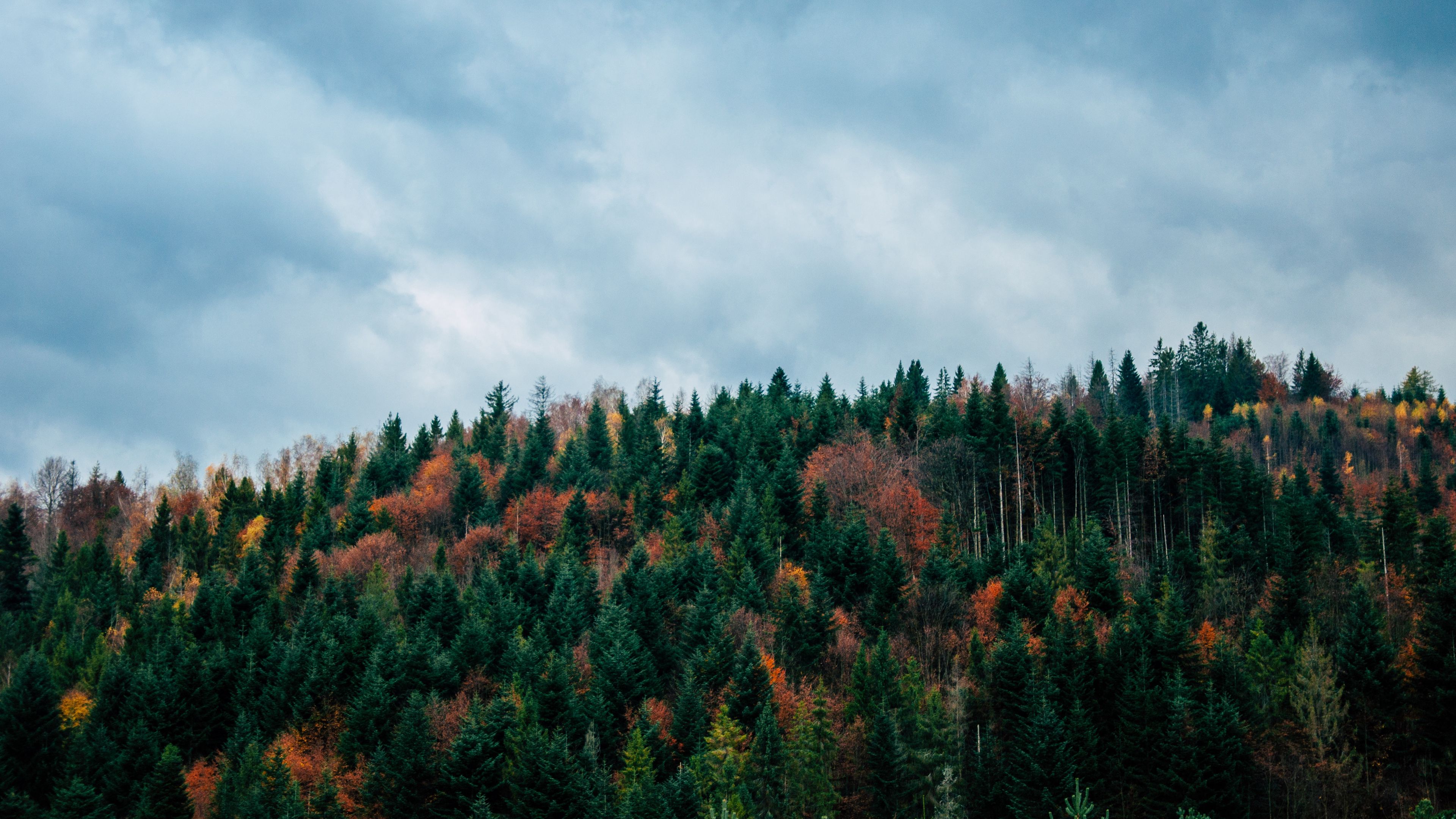 trees, sky, autumn, top, 4k, HD Wallpaper