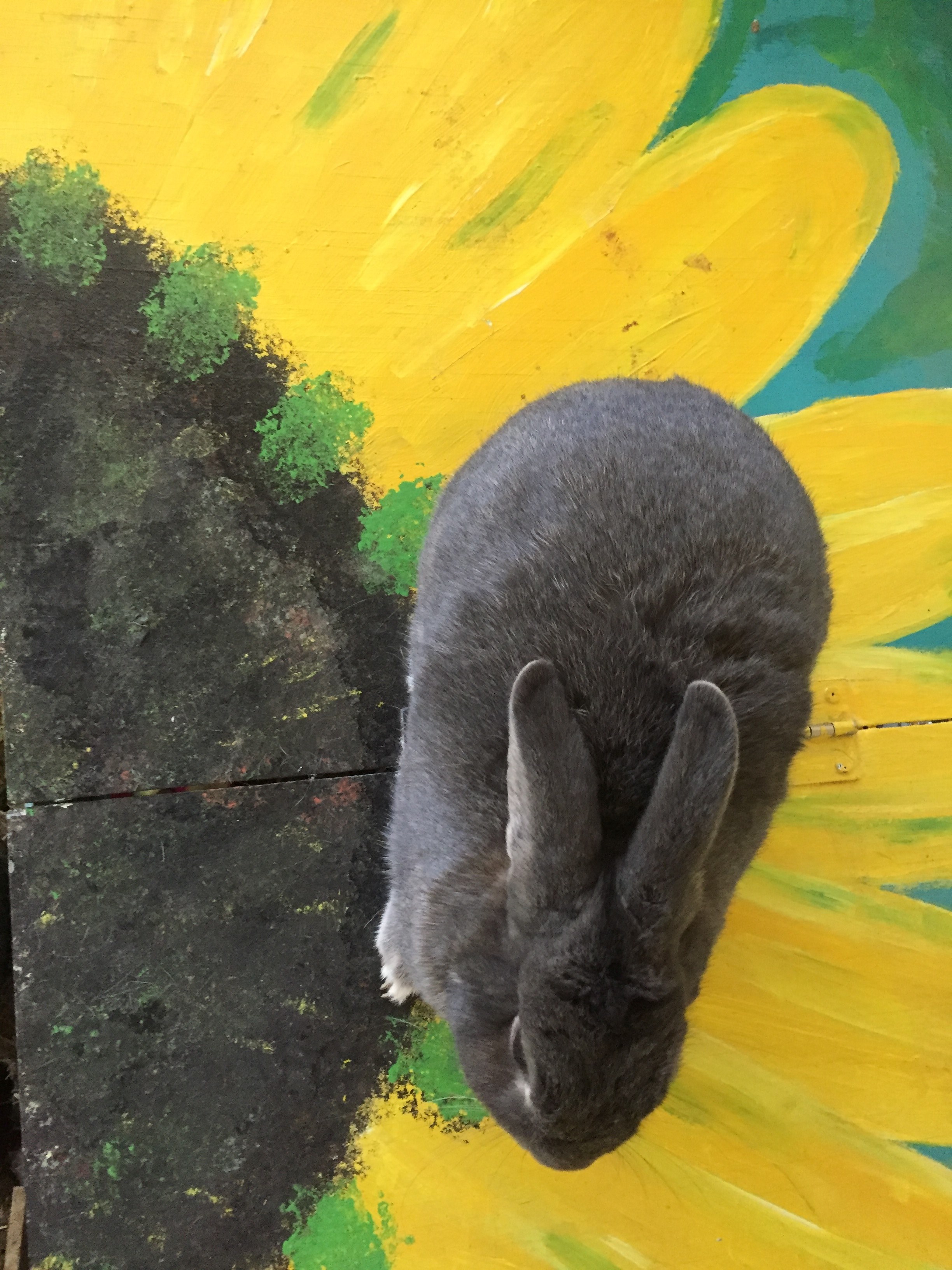 painting sunflower rabbit and bunny hd, 4k, Phone HD Wallpaper
