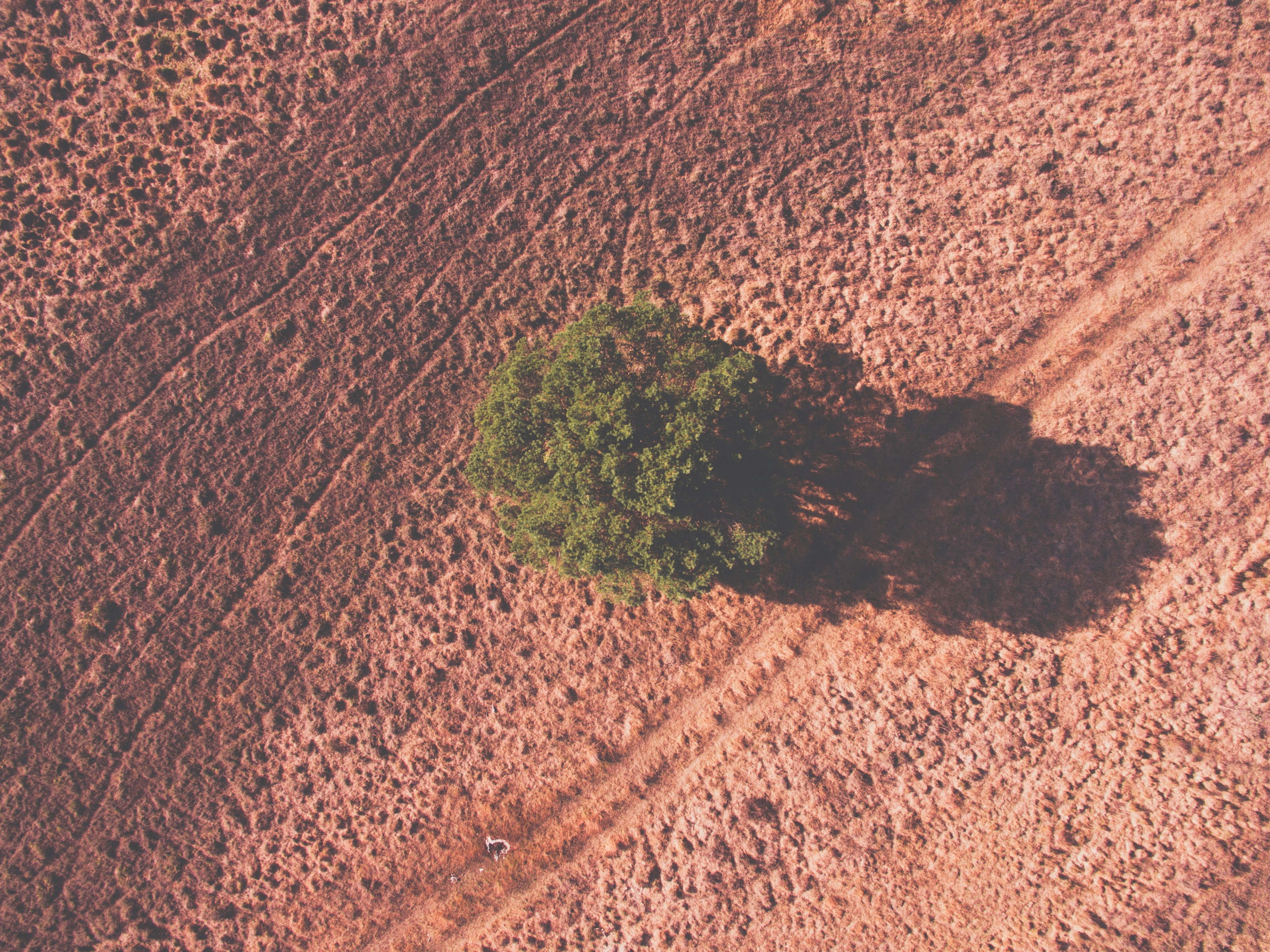 tree shadow drone view and bird view 4k, HD Wallpaper