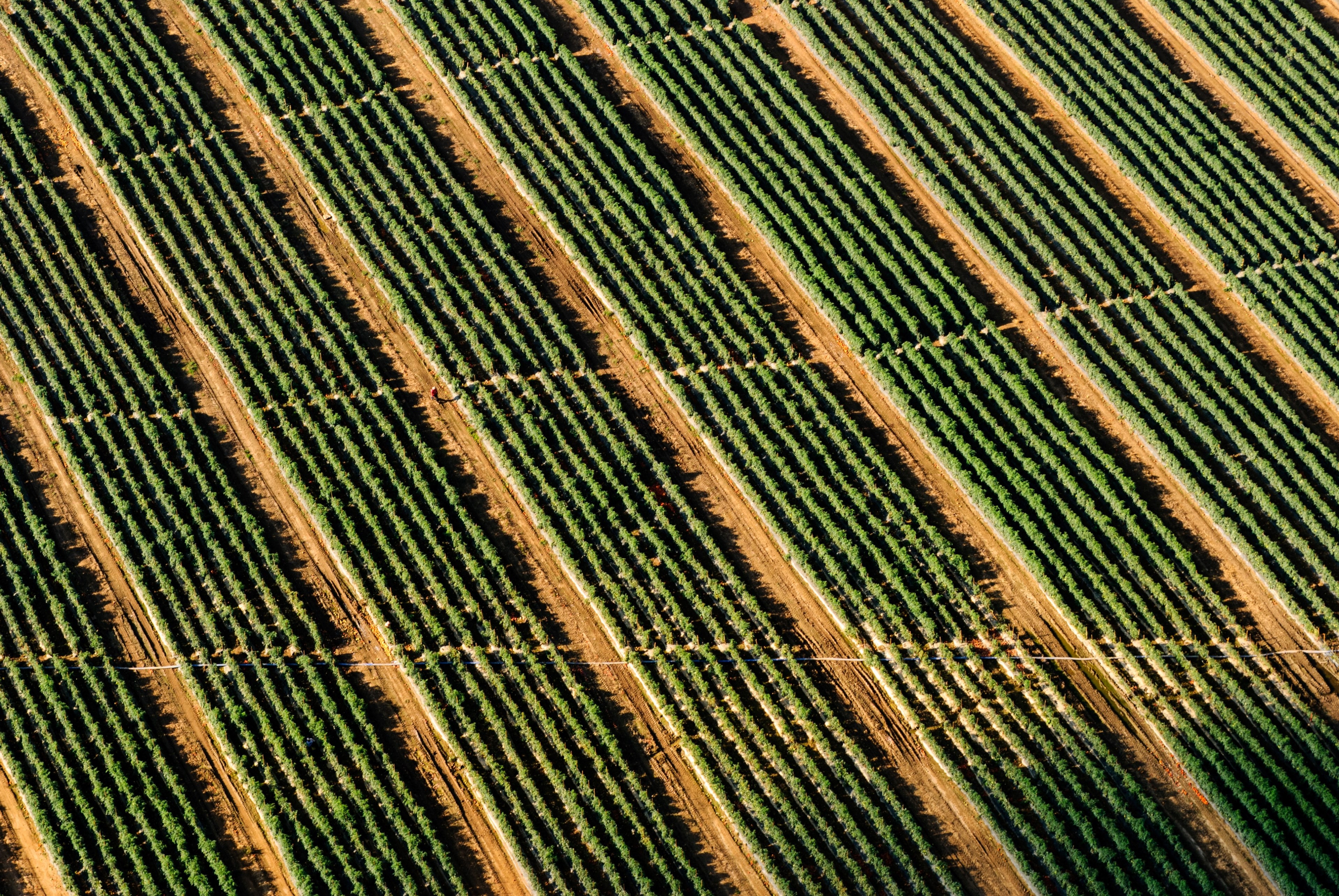 drone perspective of vineyard rows, _vineyard rows 4k, HD Wallpaper