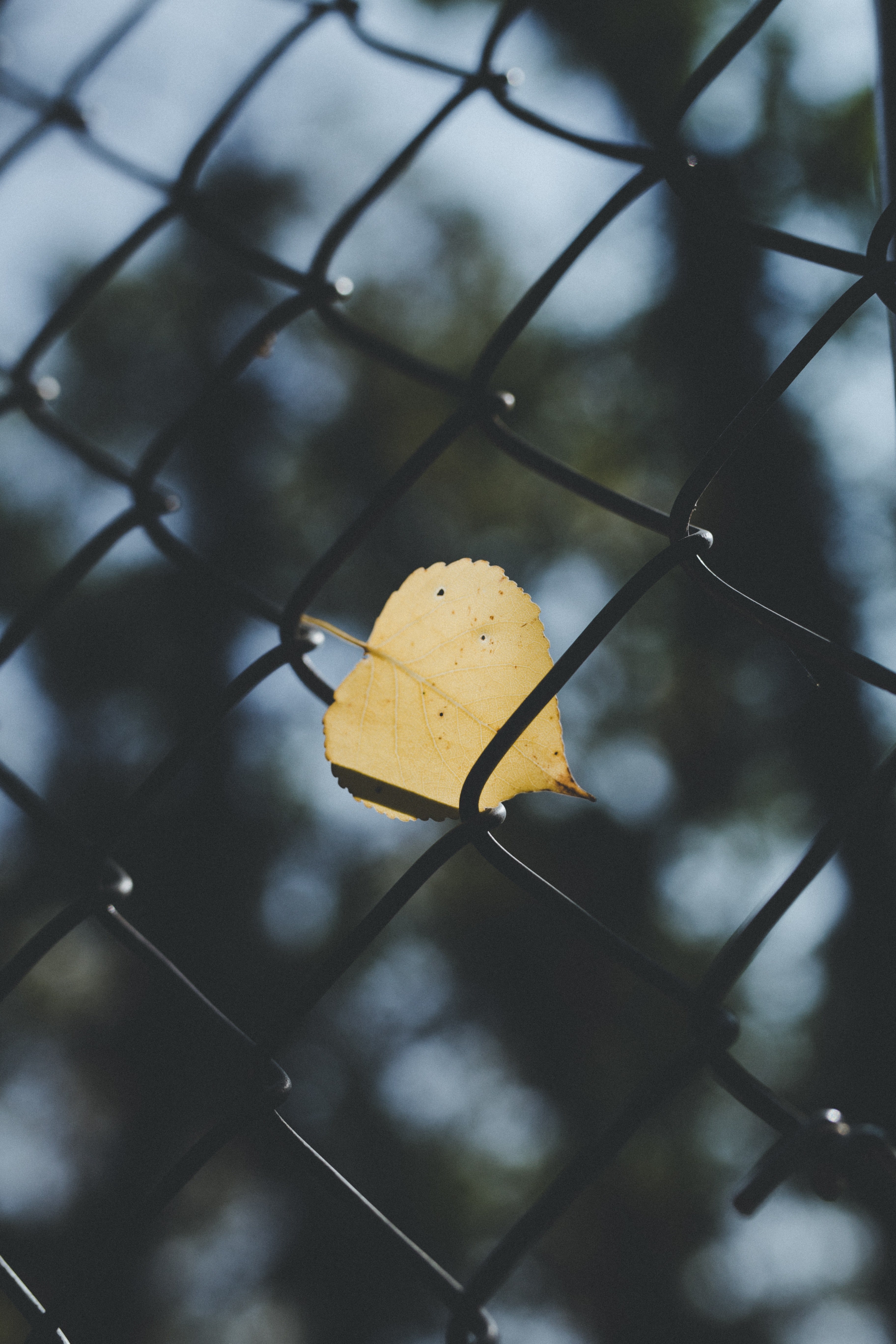 fence leaf autumn and fall hd, 4k, Phone HD Wallpaper