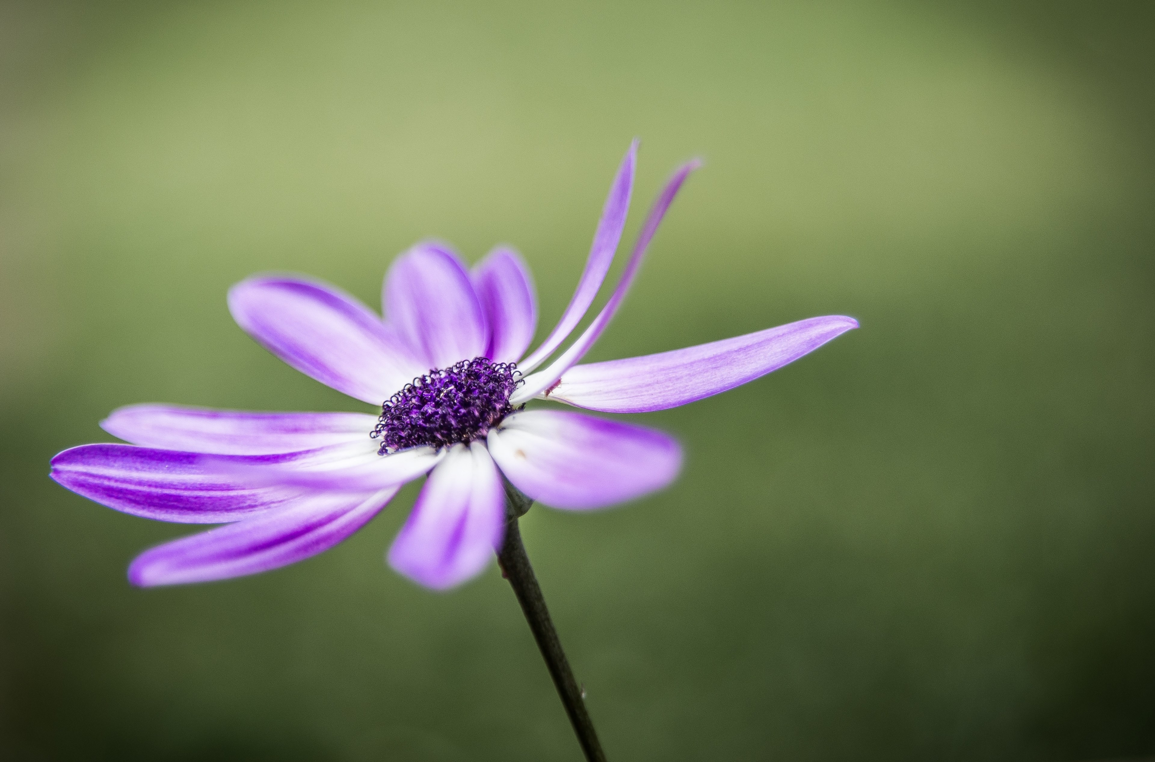a close up of a violet flower with its petals bending upwards, majestic violet flower 4k, HD Wallpaper