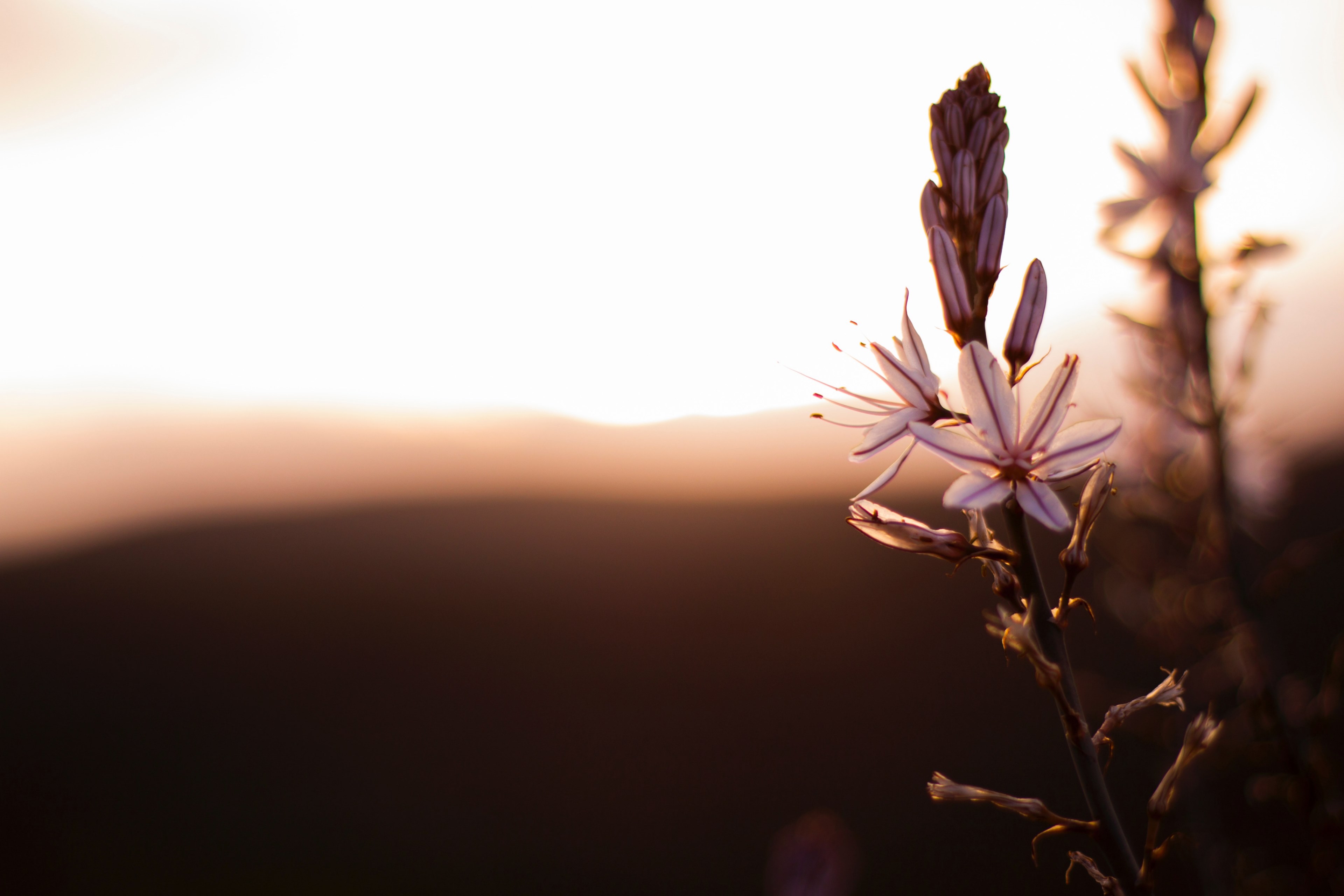 a purple flower against a warm sky during golden hour in tlemcen, flower 4k, HD Wallpaper