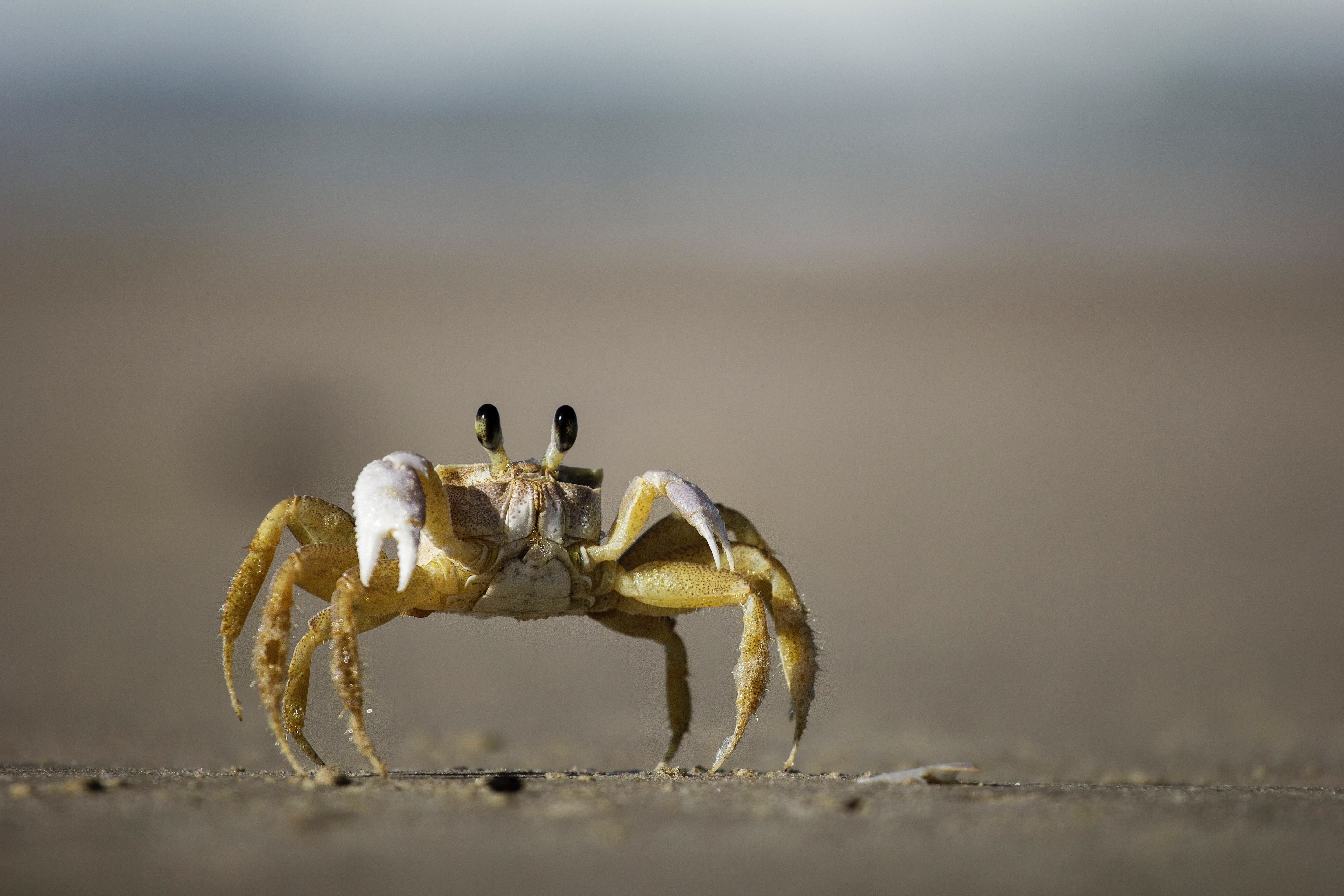 macro shot of a fiddler crab on a sand beach at barra da lagoa, sr_ sirigueijo 4k, HD Wallpaper