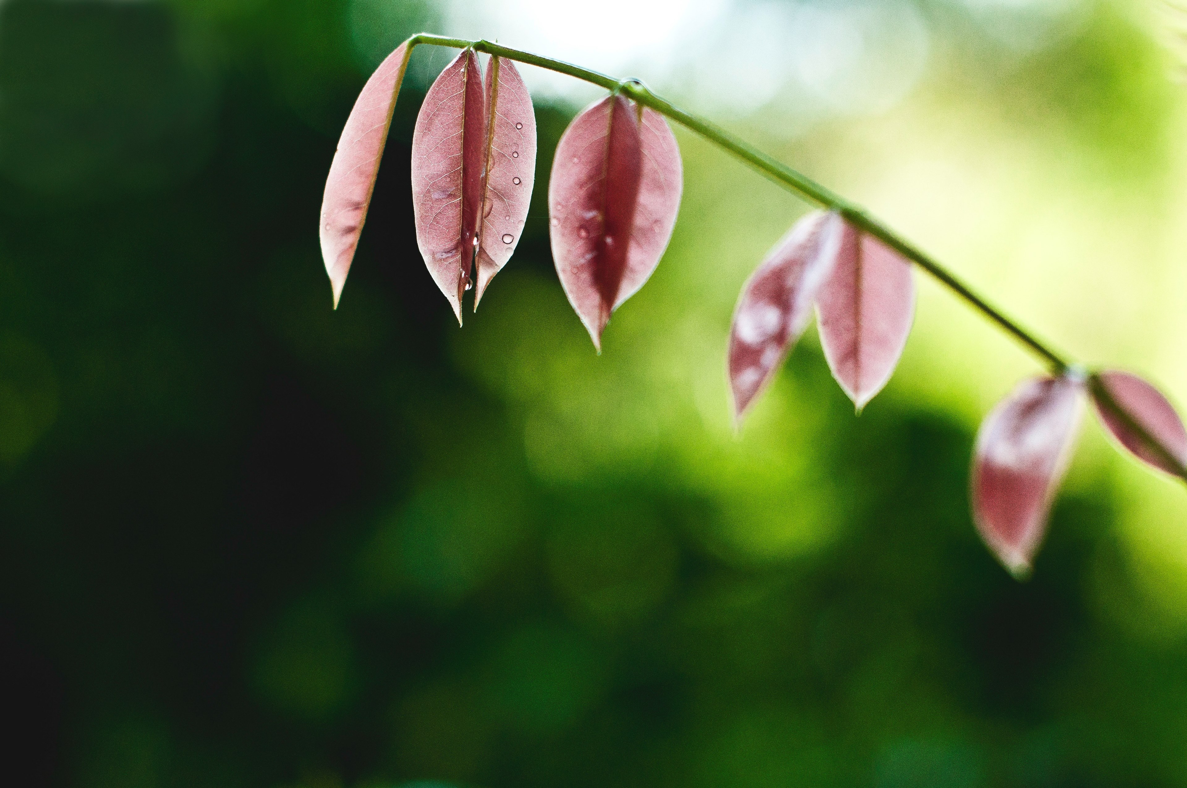 leaf stem plant and raindrop 4k, HD Wallpaper